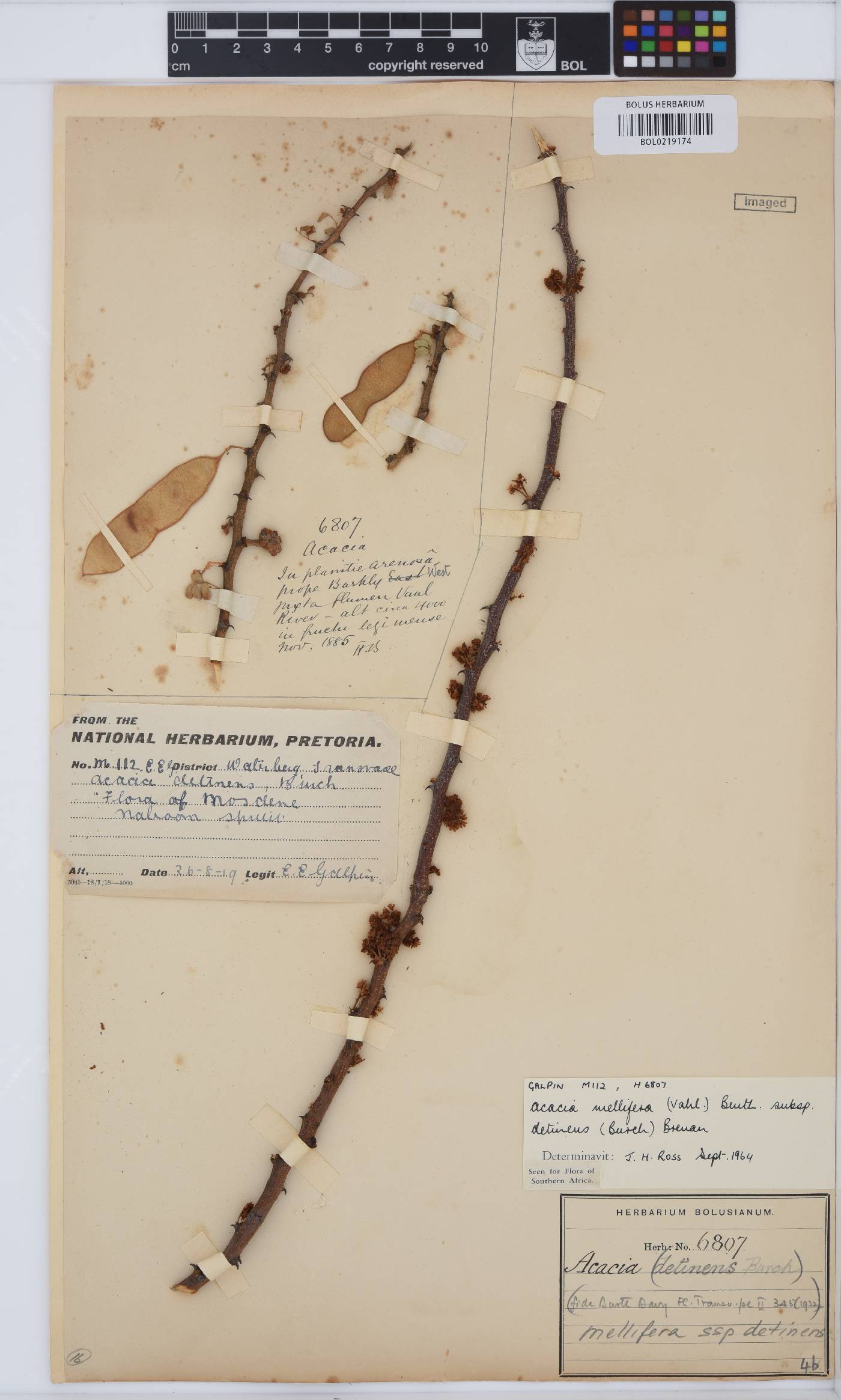 Senegalia mellifera subsp. detinens image