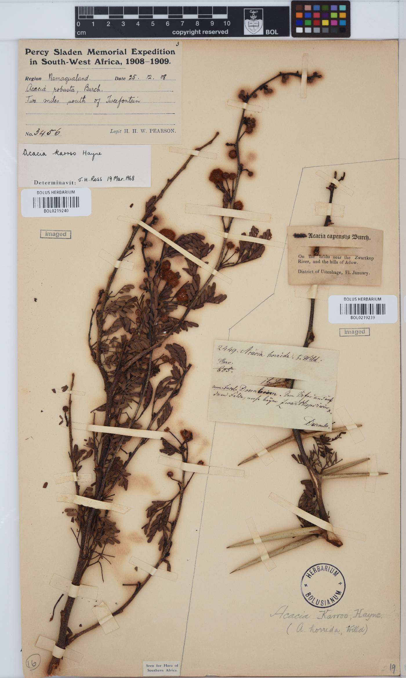 Vachellia karroo image