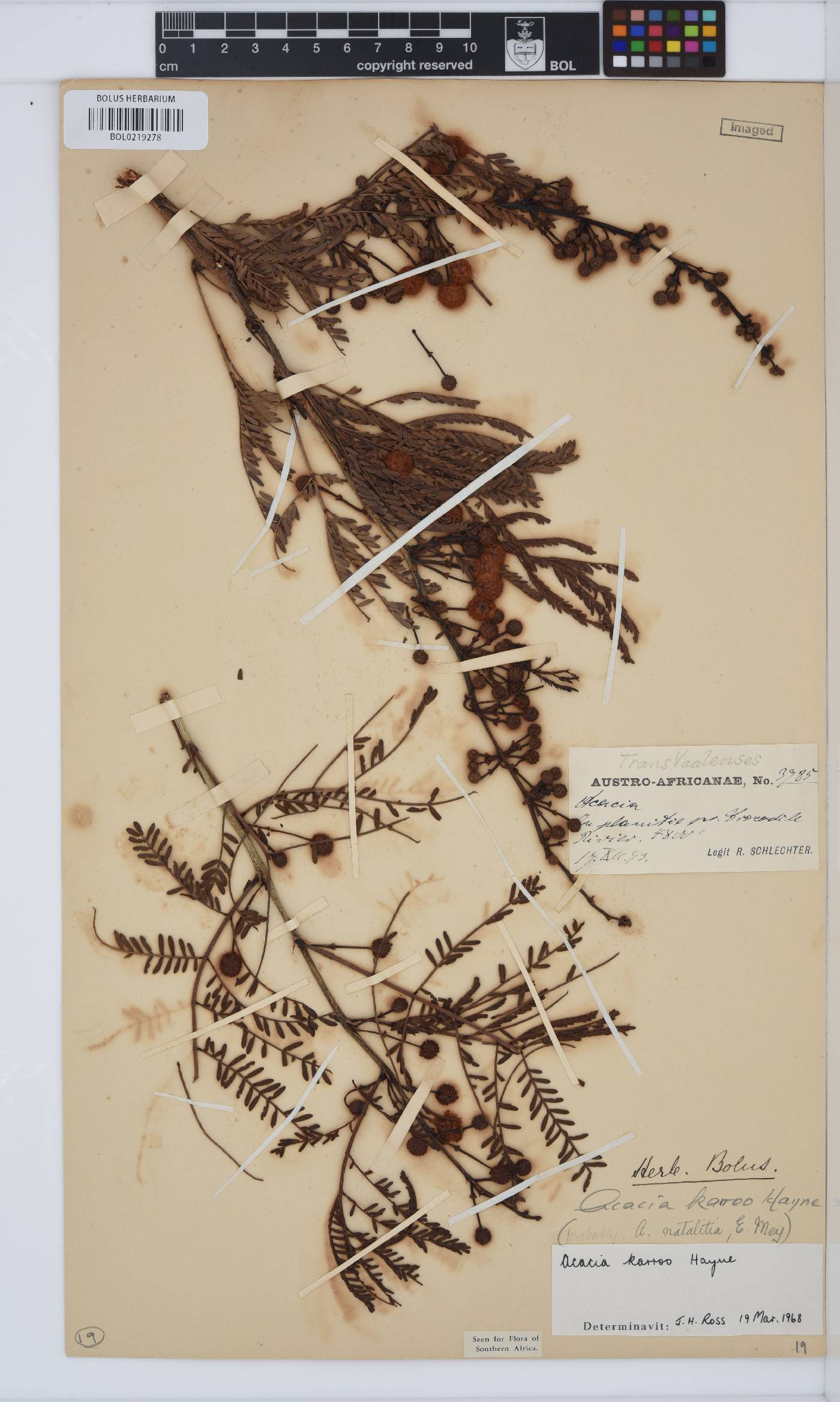 Vachellia karroo image