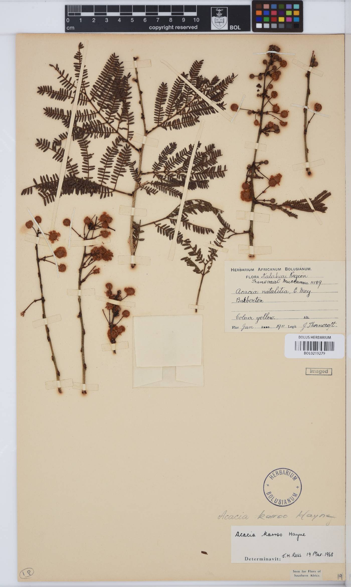 Vachellia karroo image