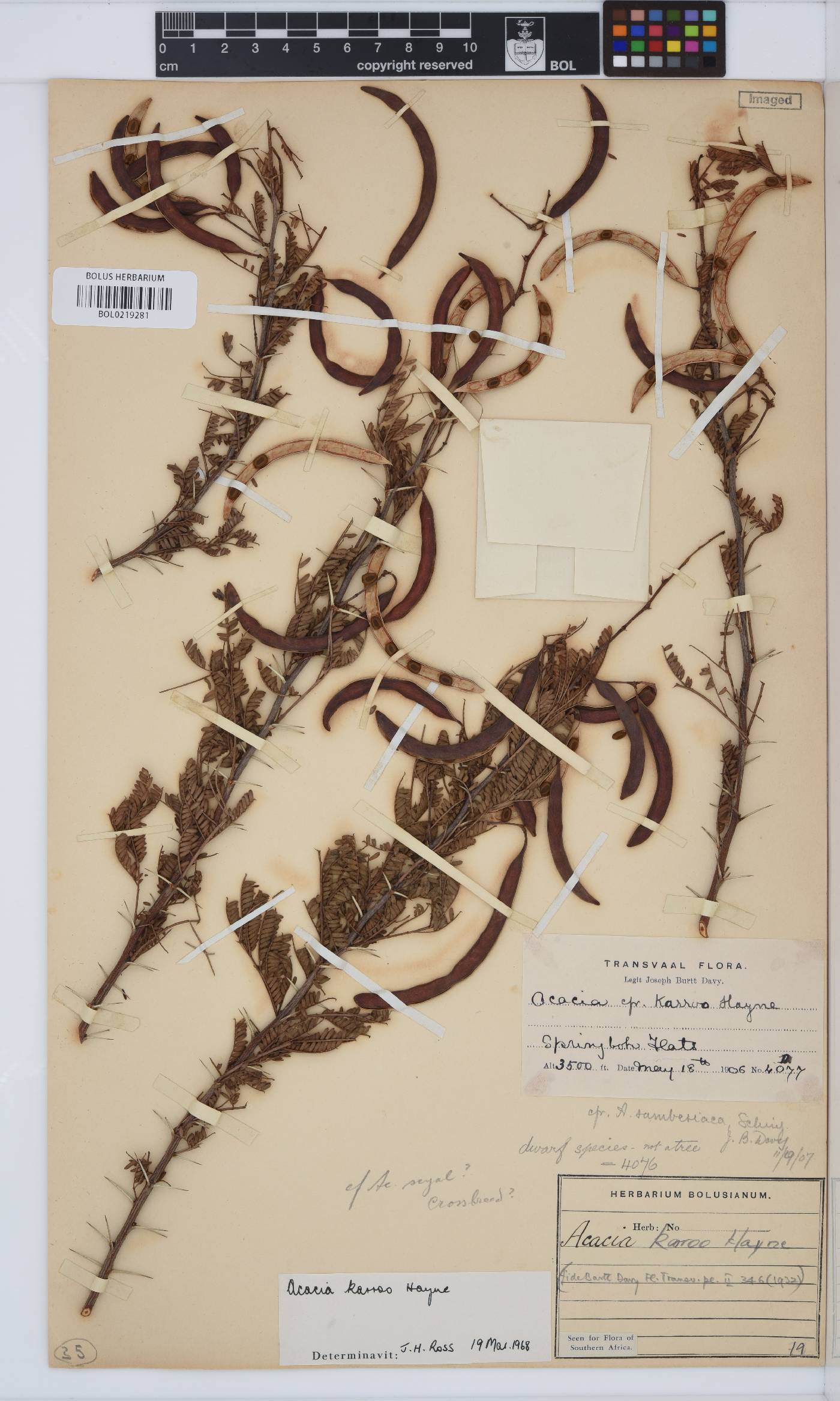 Vachellia karroo image