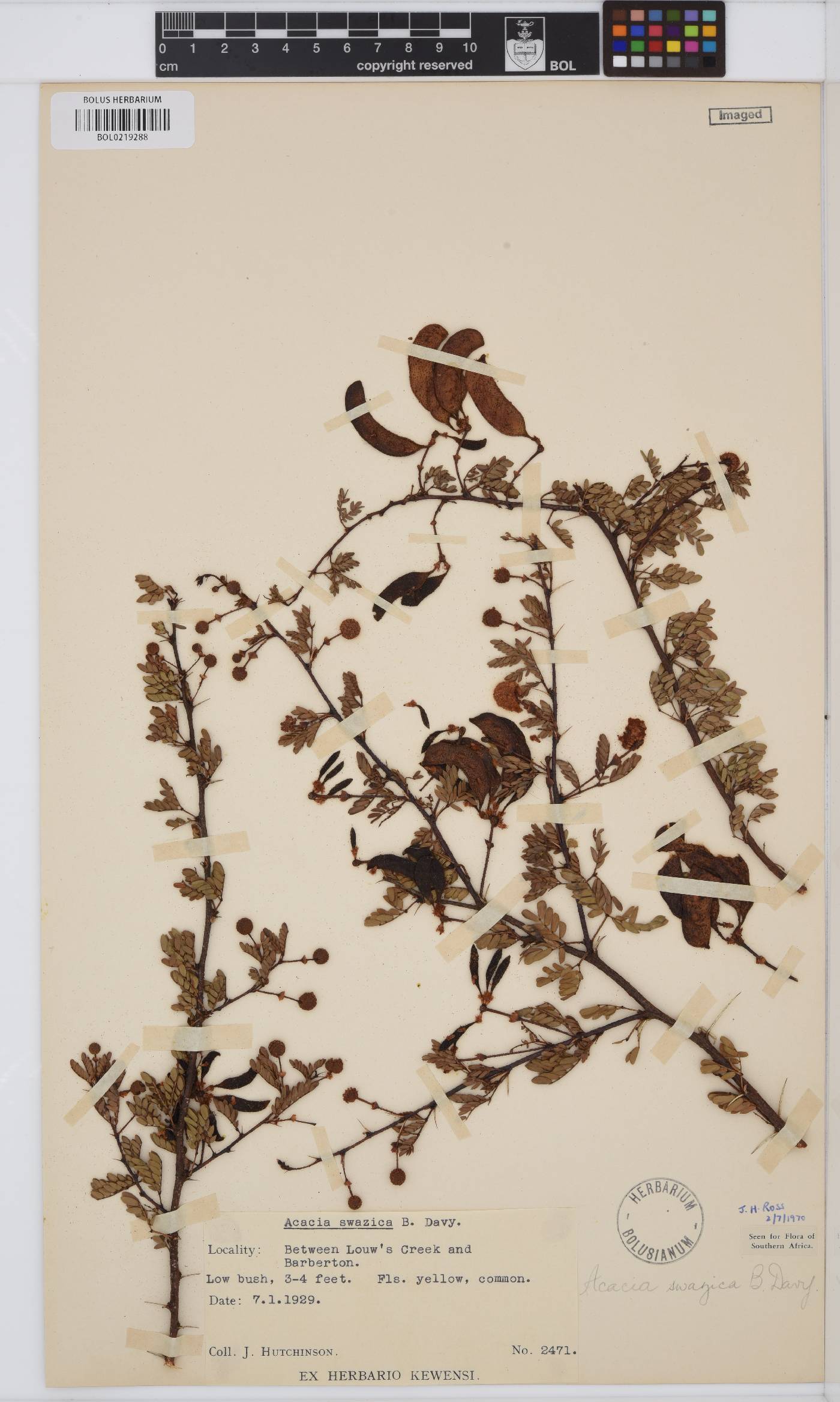 Vachellia swazica image