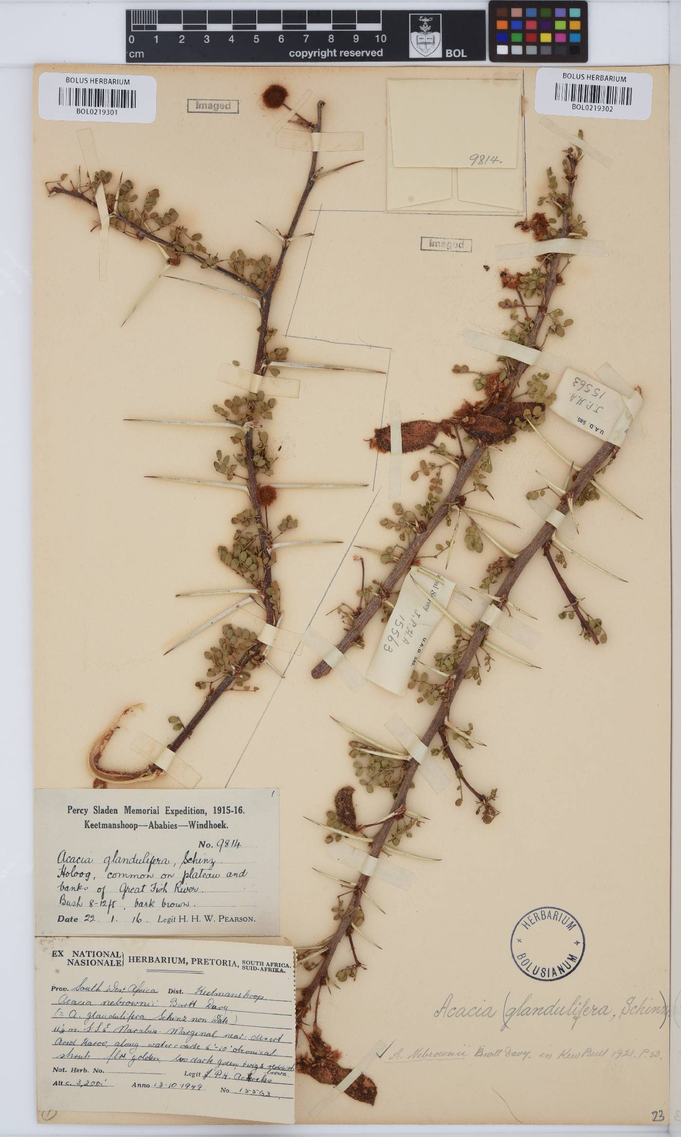 Vachellia nebrownii image