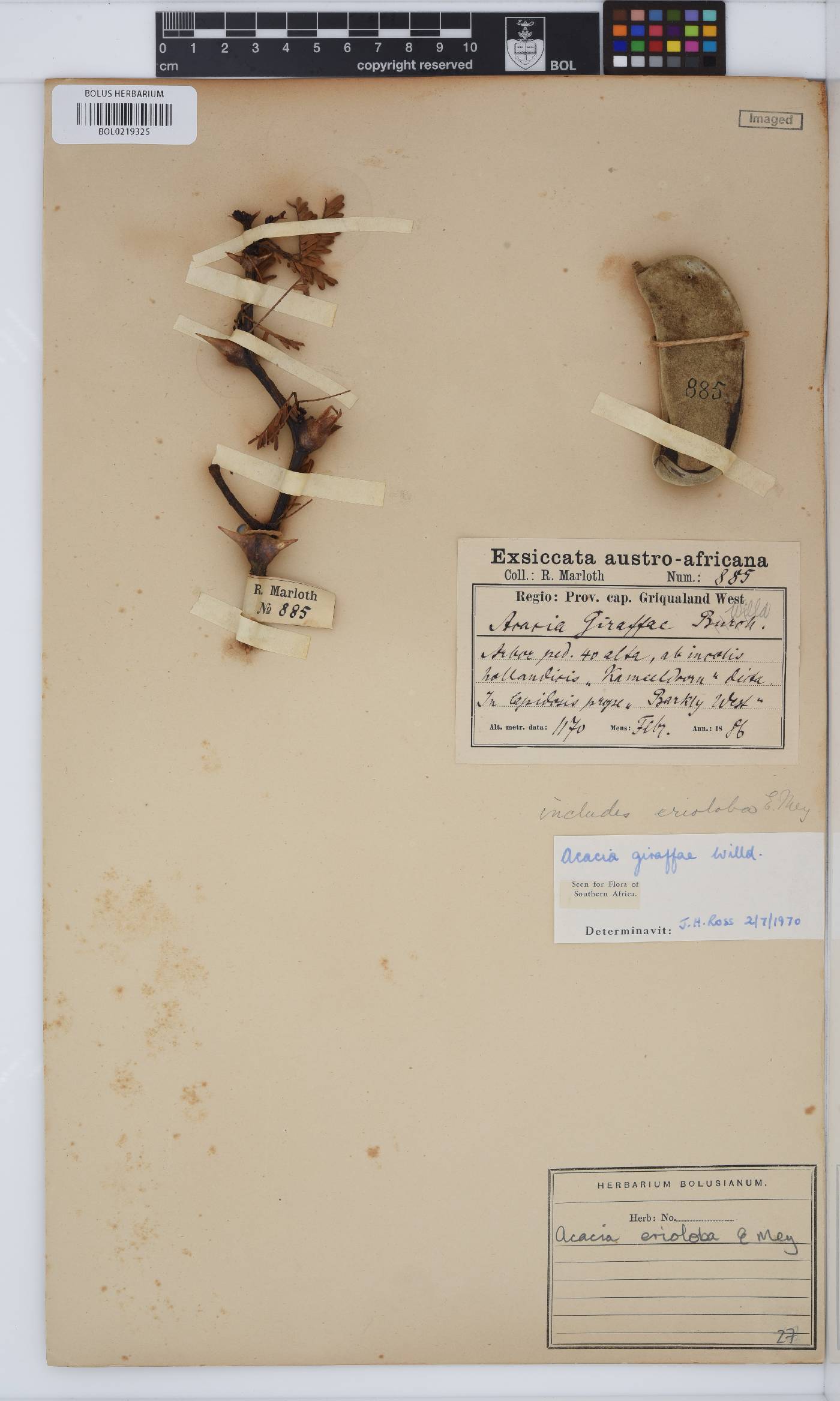 Vachellia erioloba image