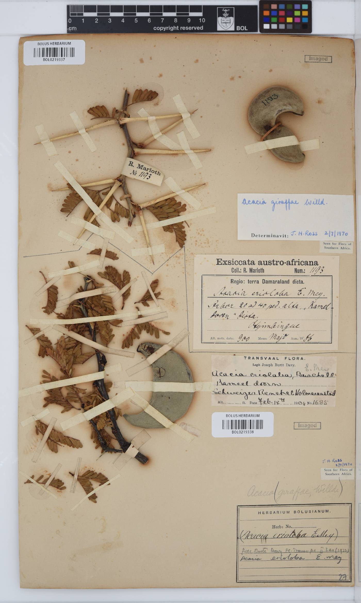 Vachellia erioloba image