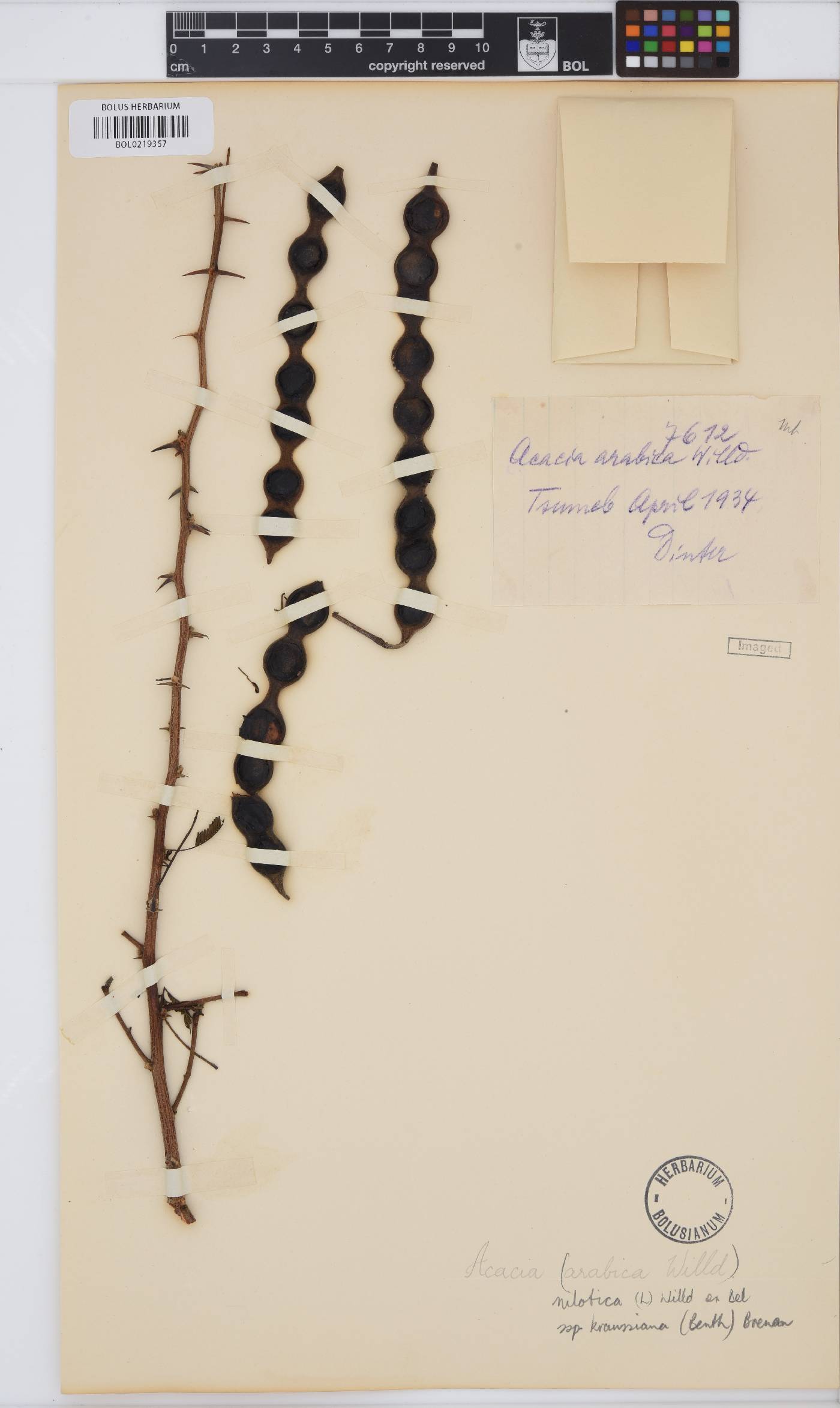 Vachellia nilotica subsp. kraussiana image