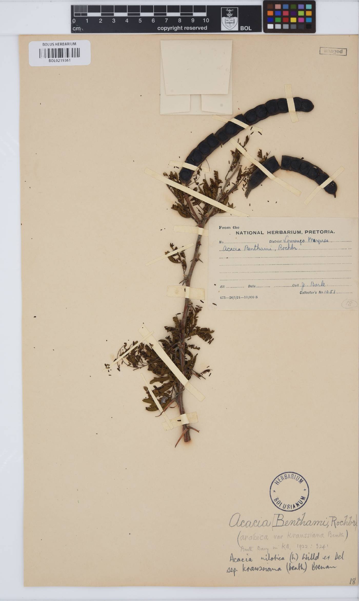 Vachellia nilotica subsp. kraussiana image