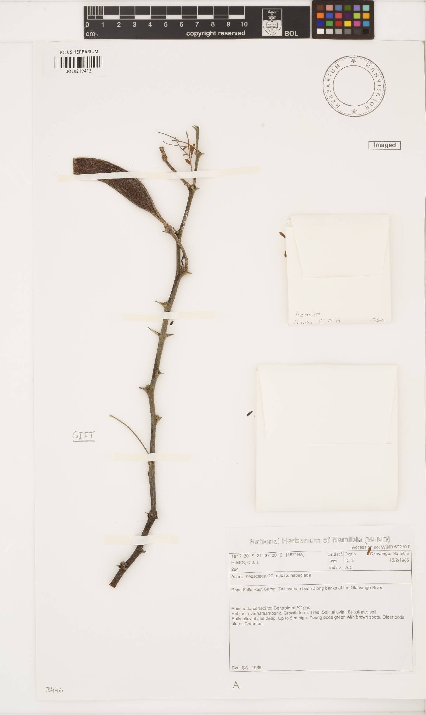 Vachellia hebeclada image