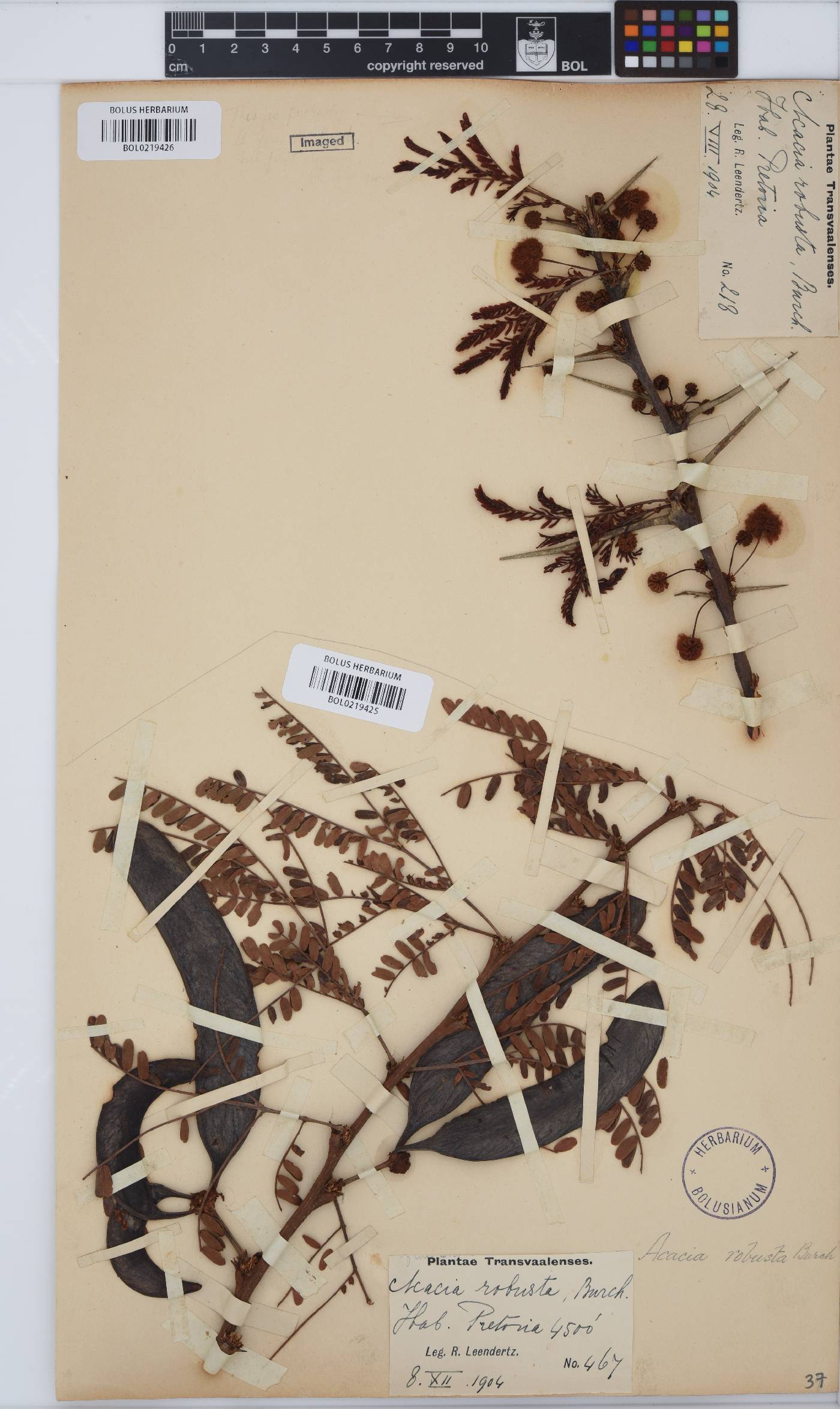 Vachellia robusta image