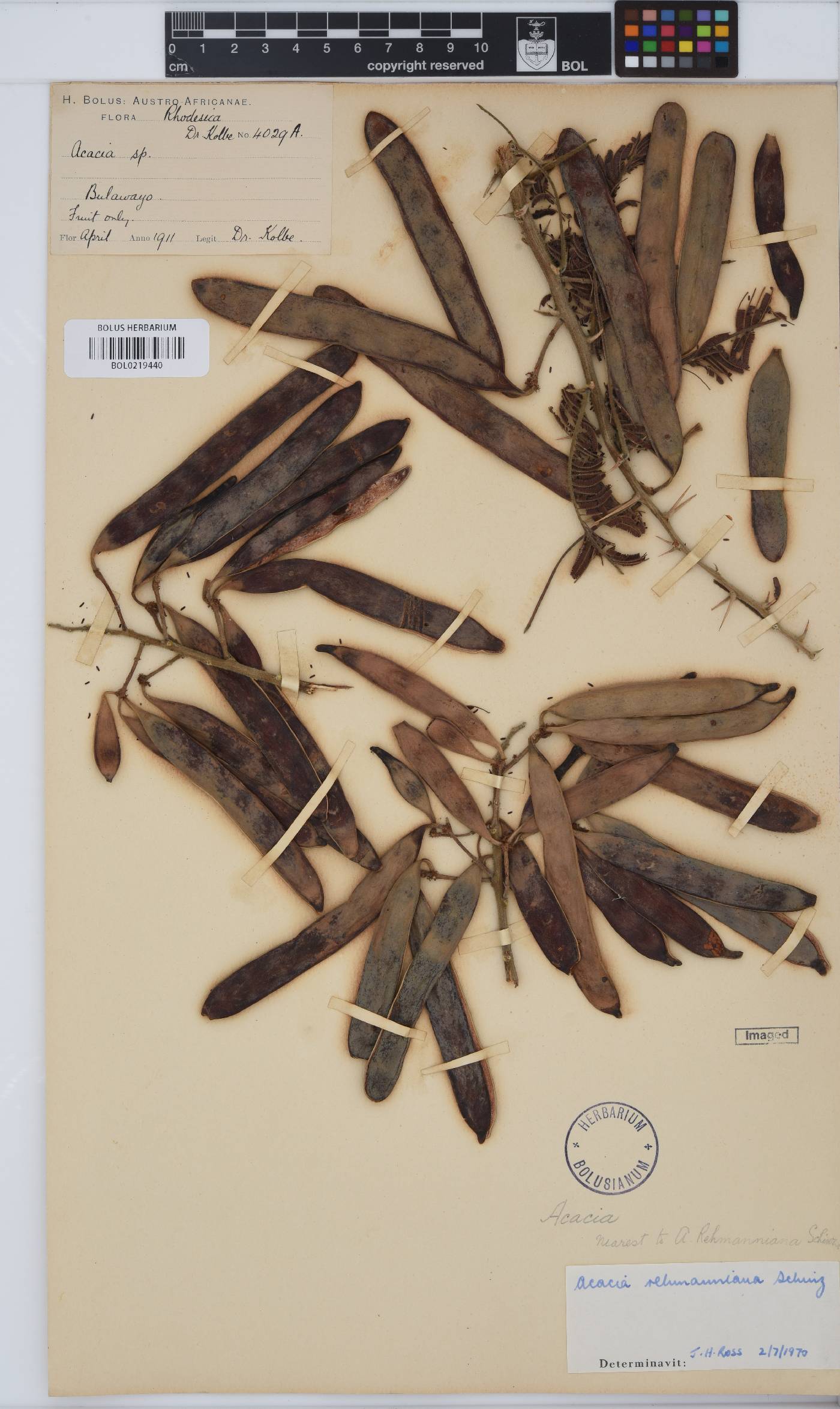 Vachellia rehmanniana image