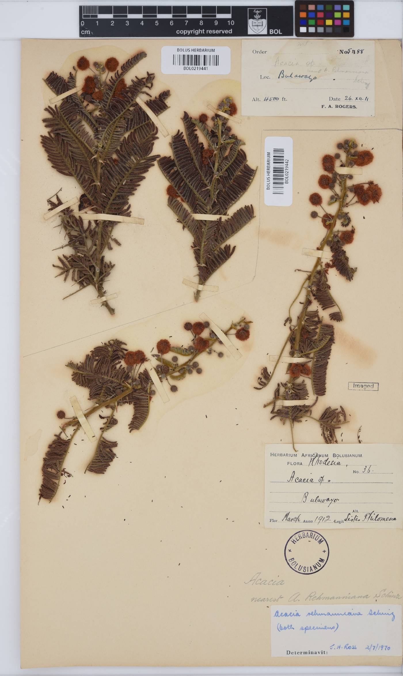 Vachellia rehmanniana image