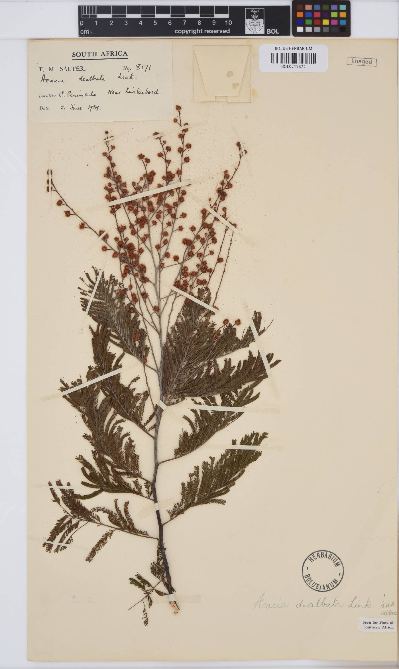 Acacia dealbata image