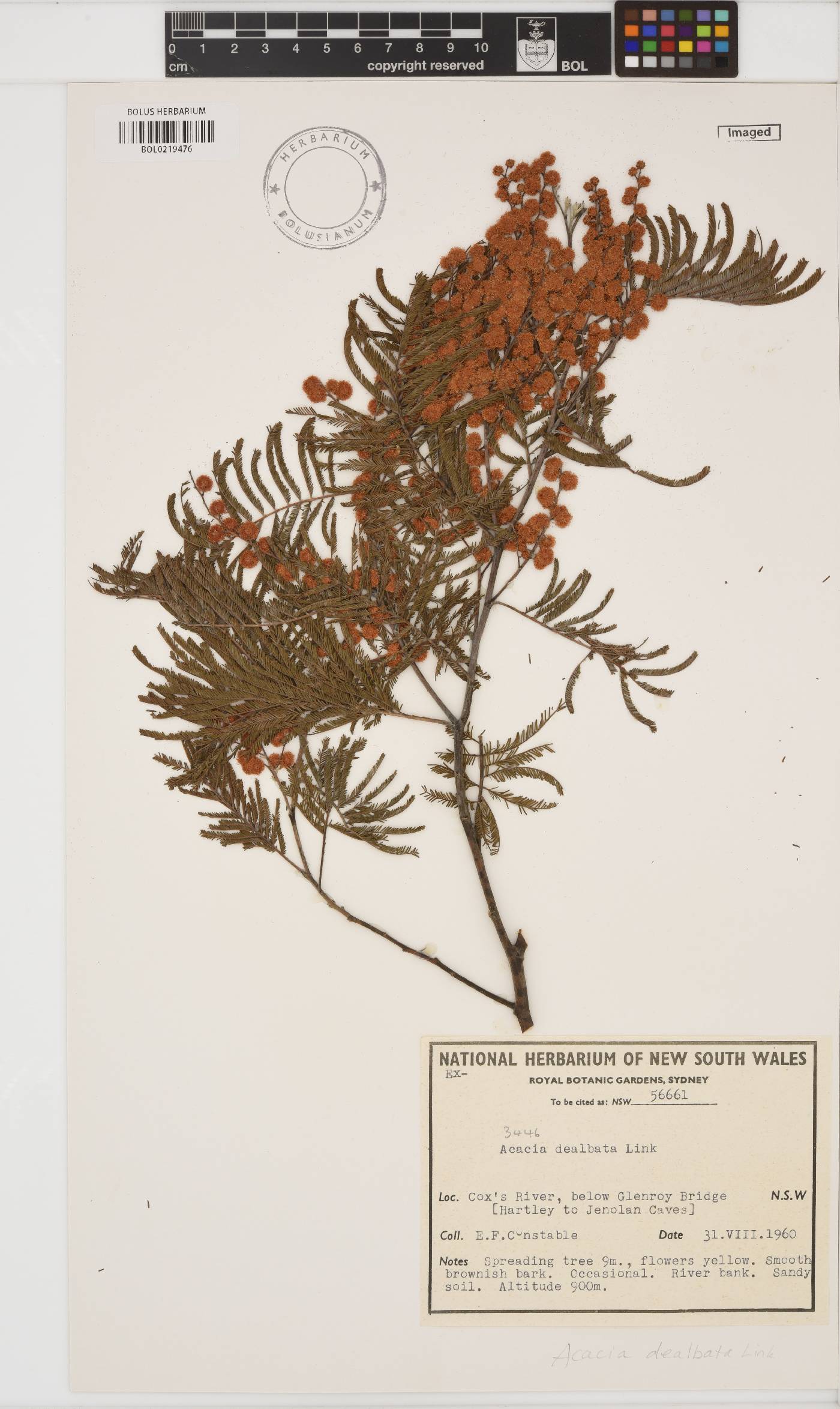 Acacia dealbata image