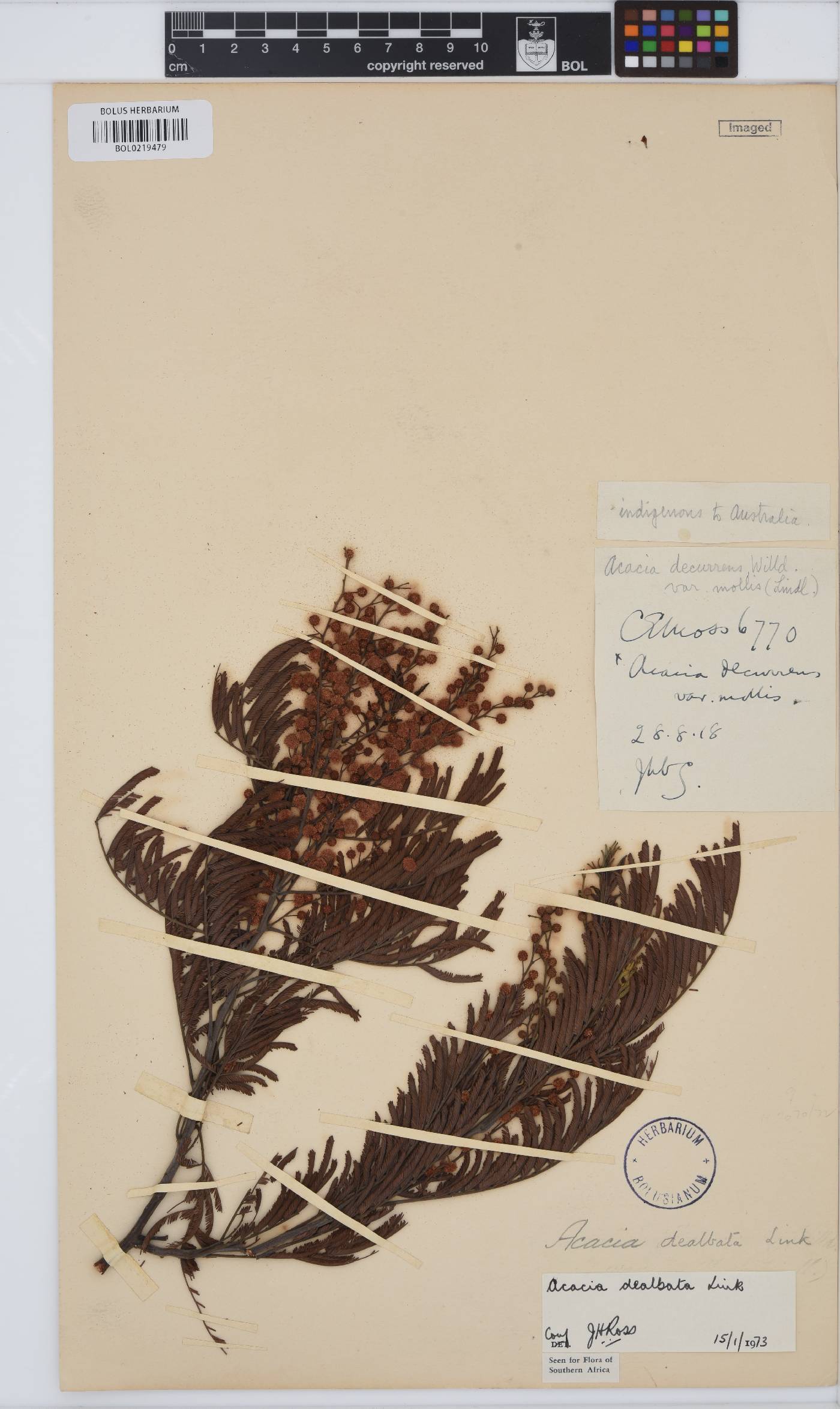 Acacia dealbata image