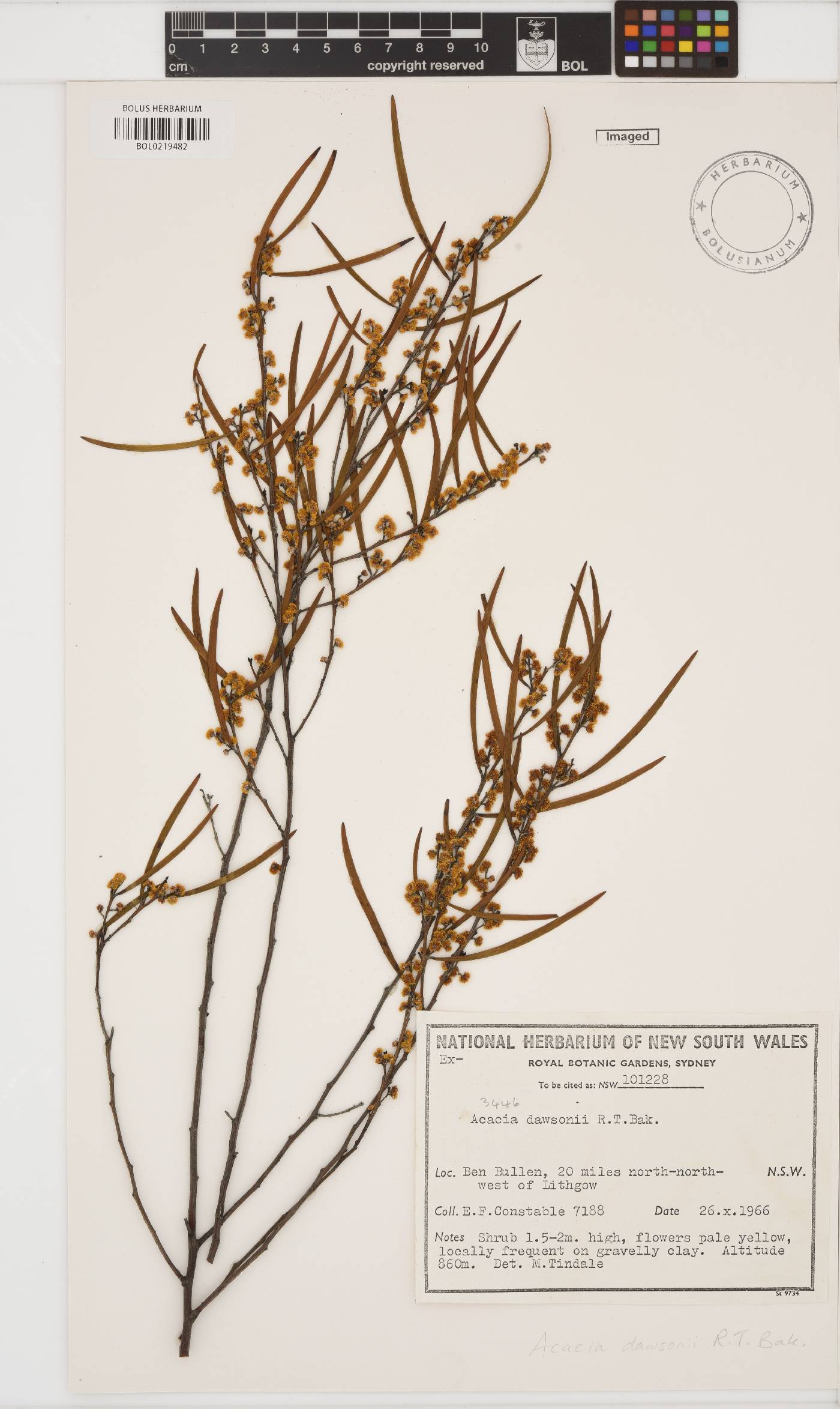 Acacia dawsonii image