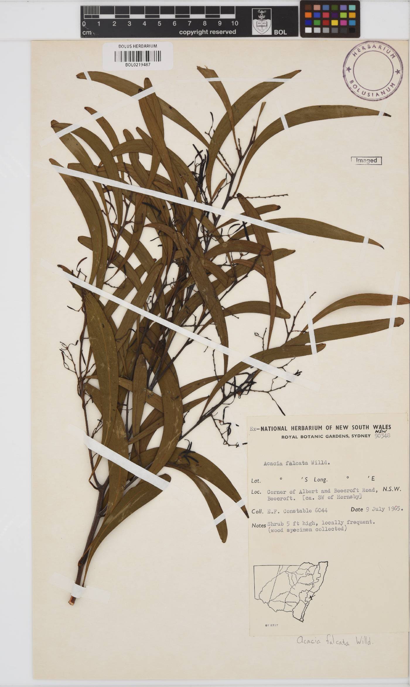 Acacia falcata image