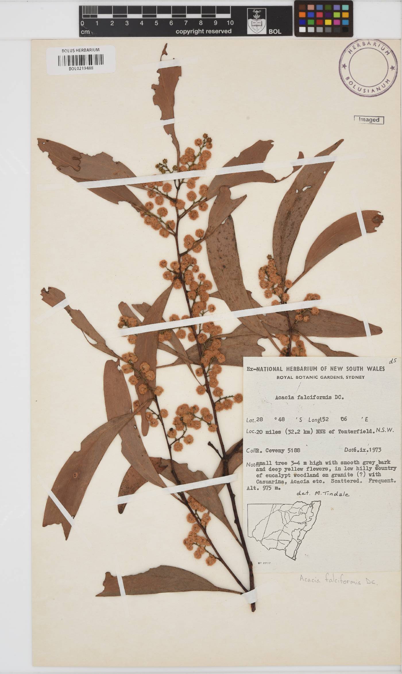 Acacia falciformis image