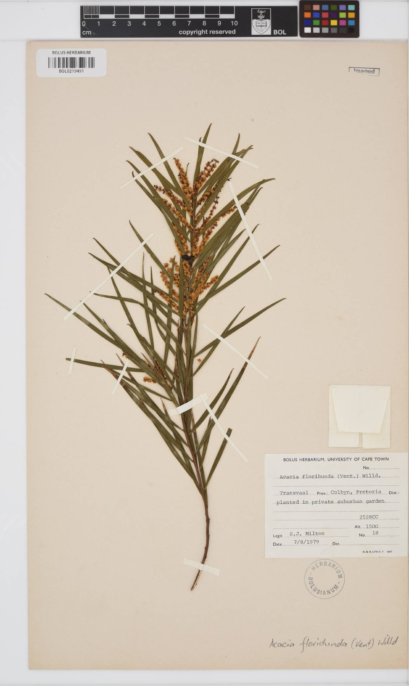 Acacia floribunda image