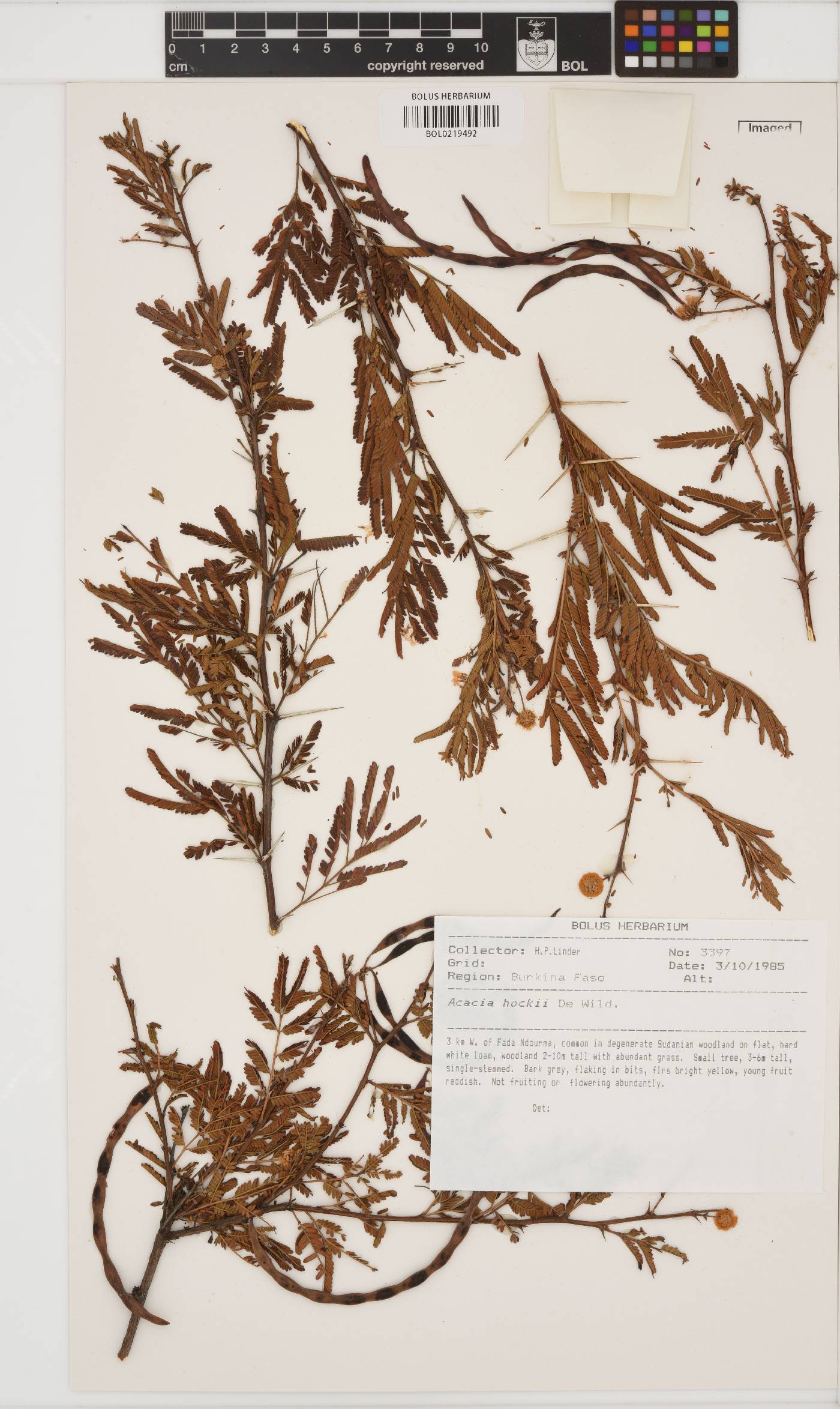 Vachellia hockii image