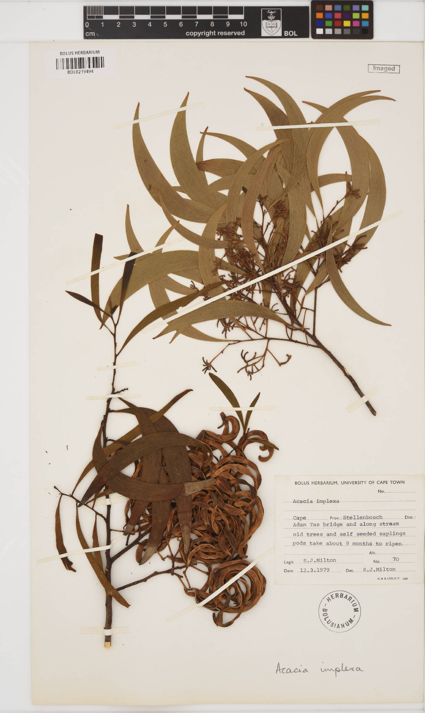 Acacia implexa image