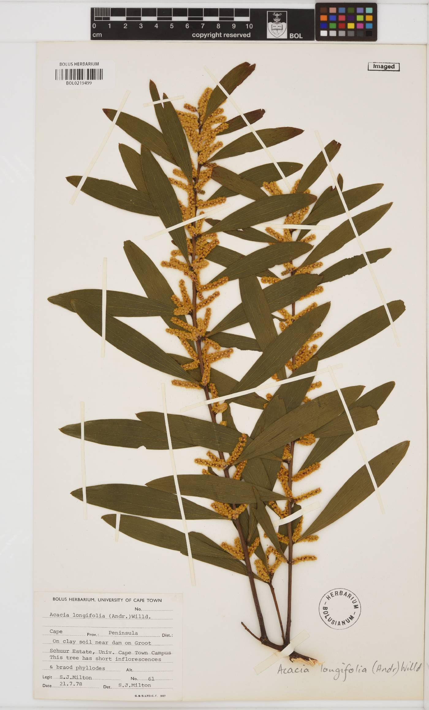 Acacia longifolia image