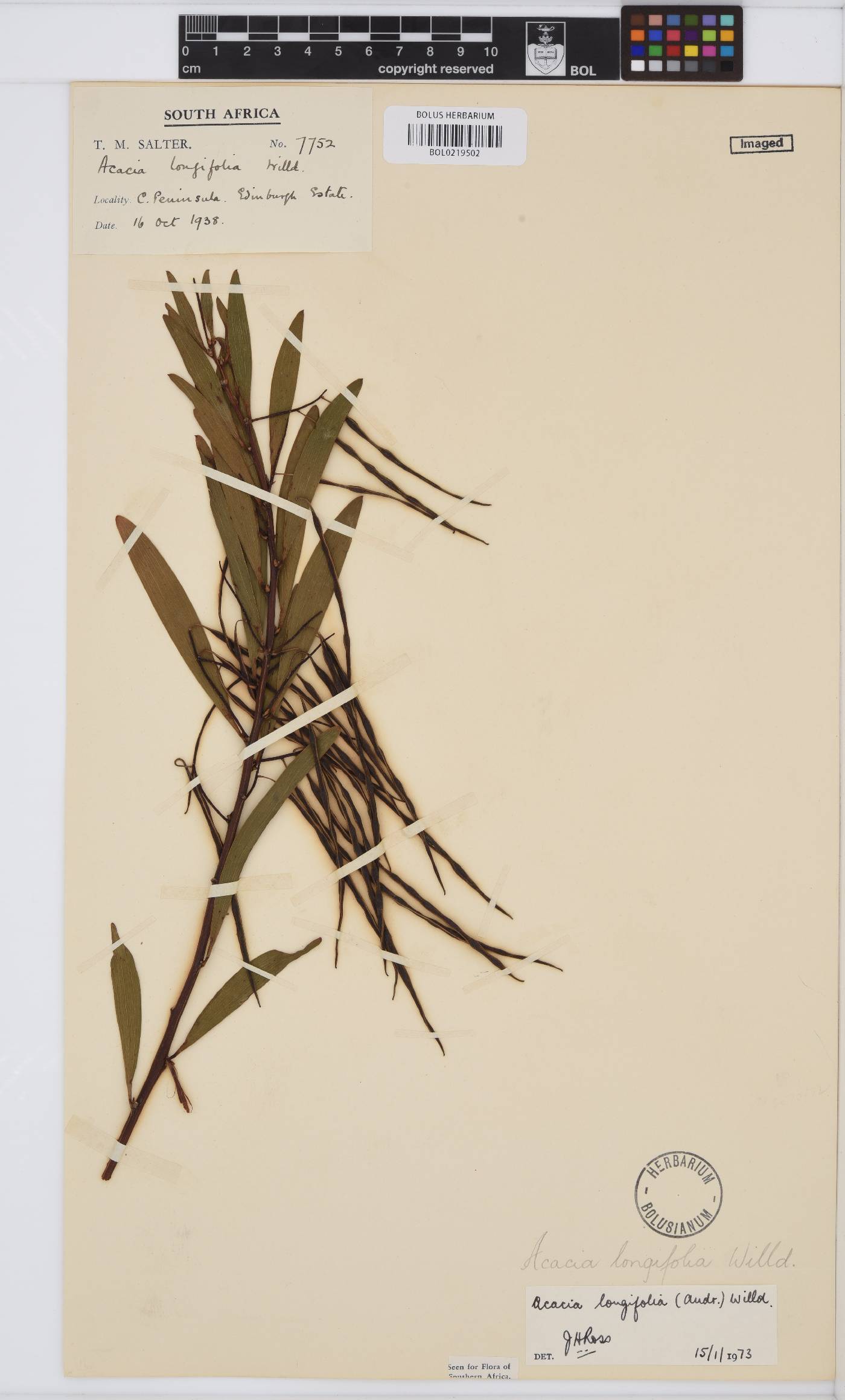 Acacia longifolia image