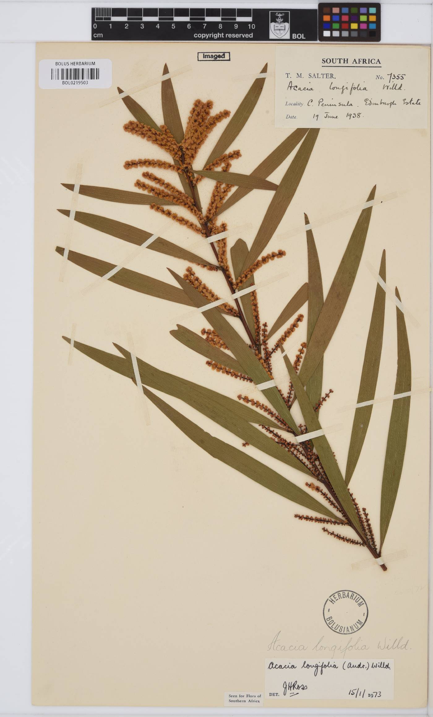 Acacia longifolia image