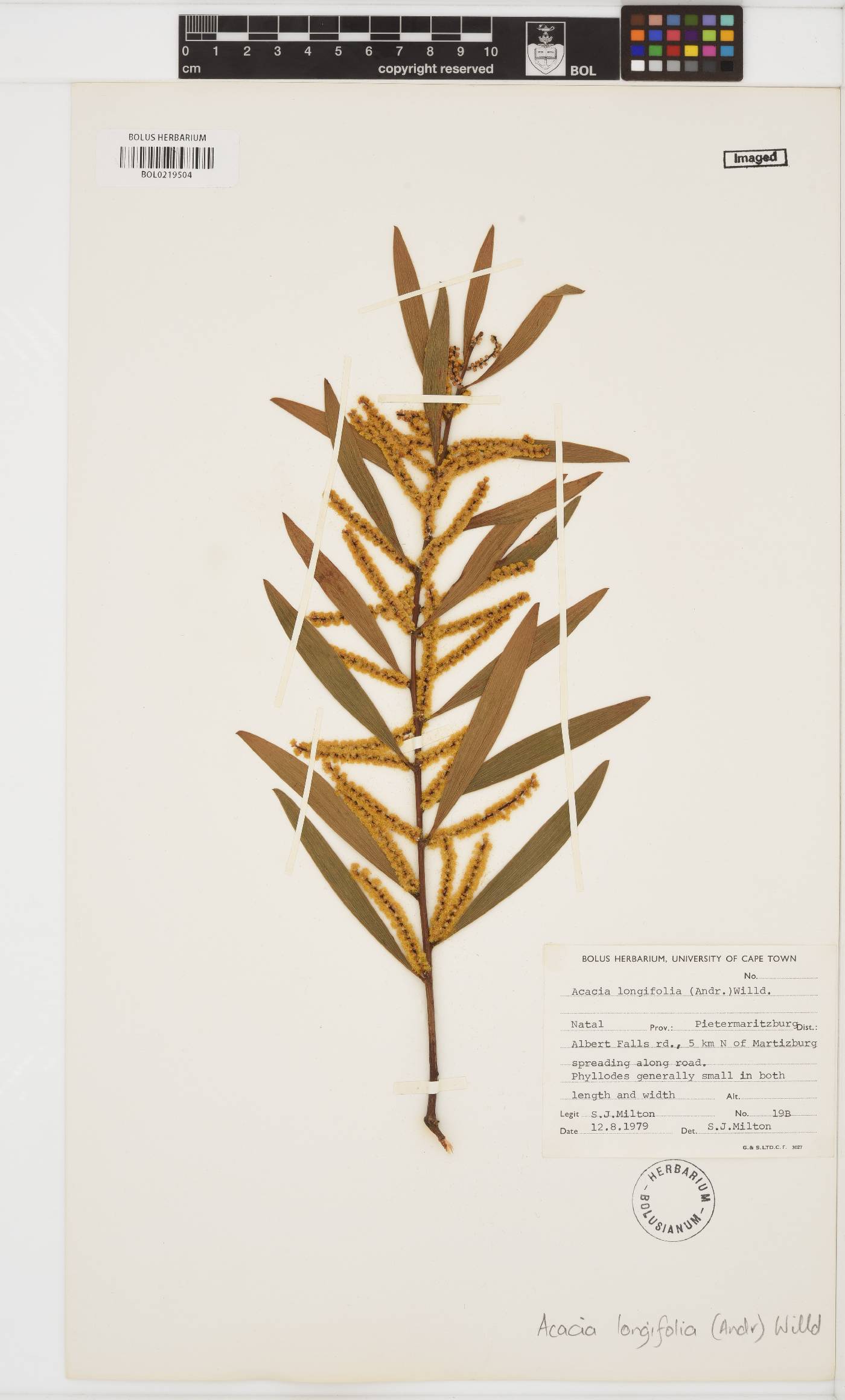 Acacia longifolia image