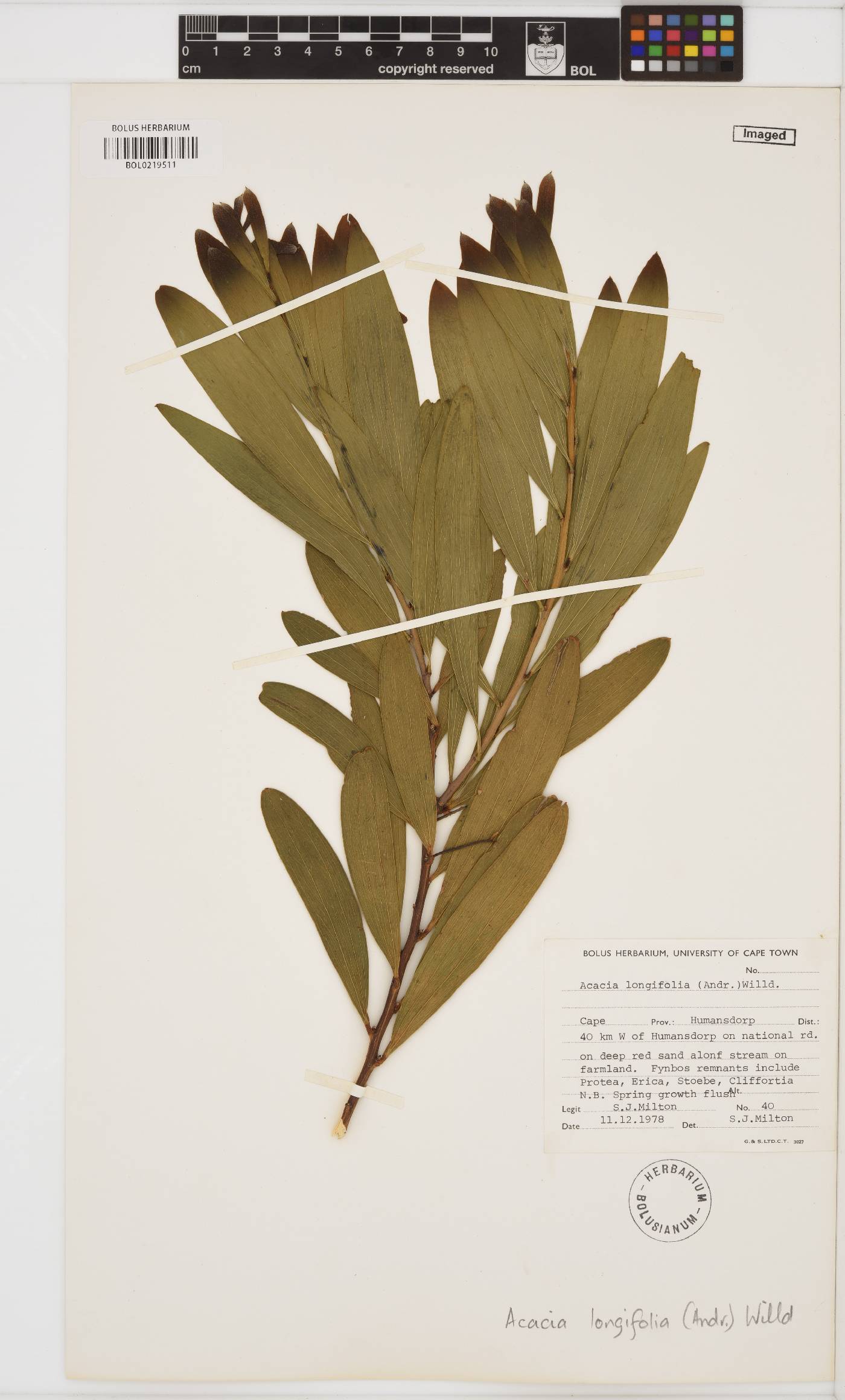 Acacia longifolia image