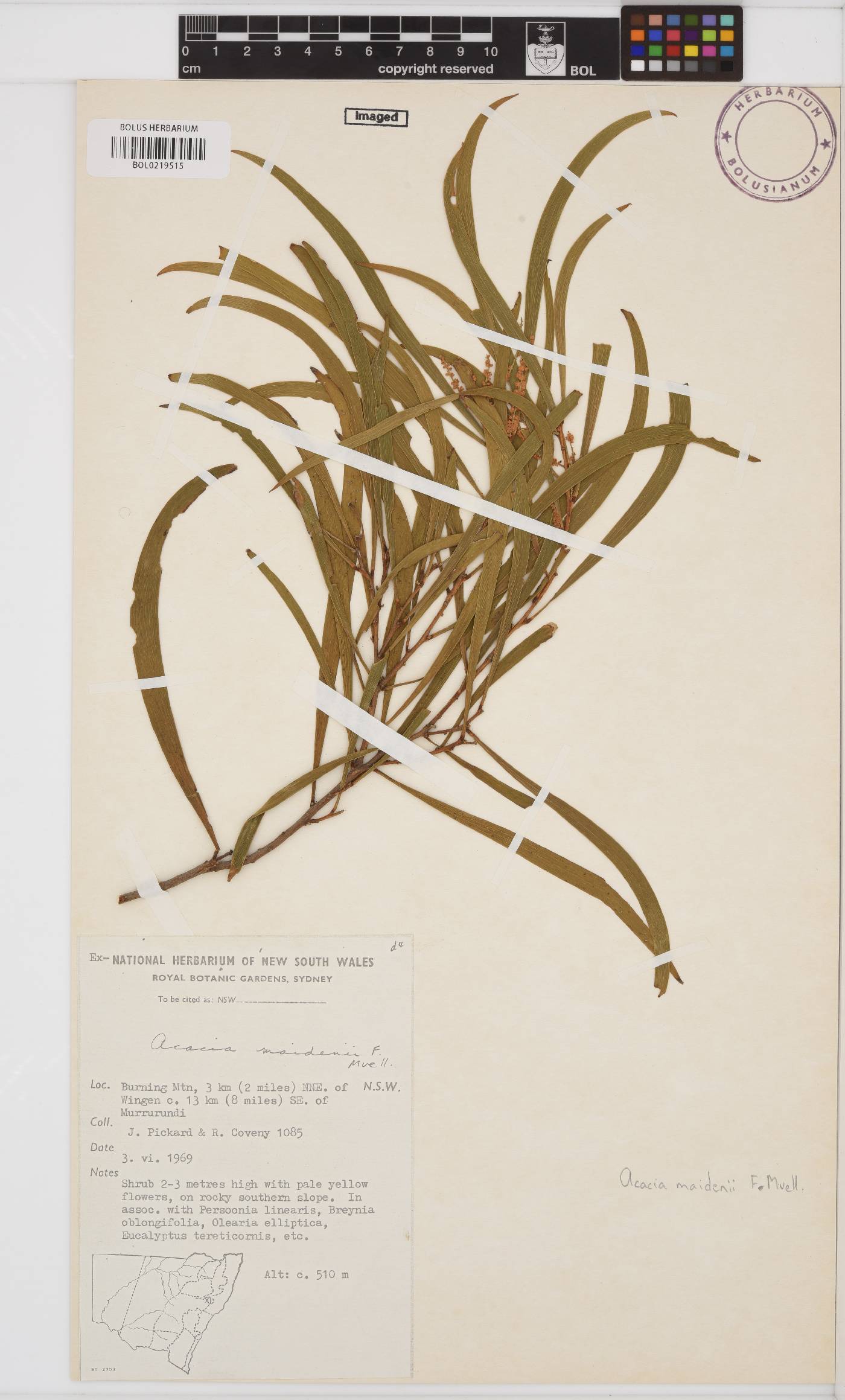Acacia maidenii image