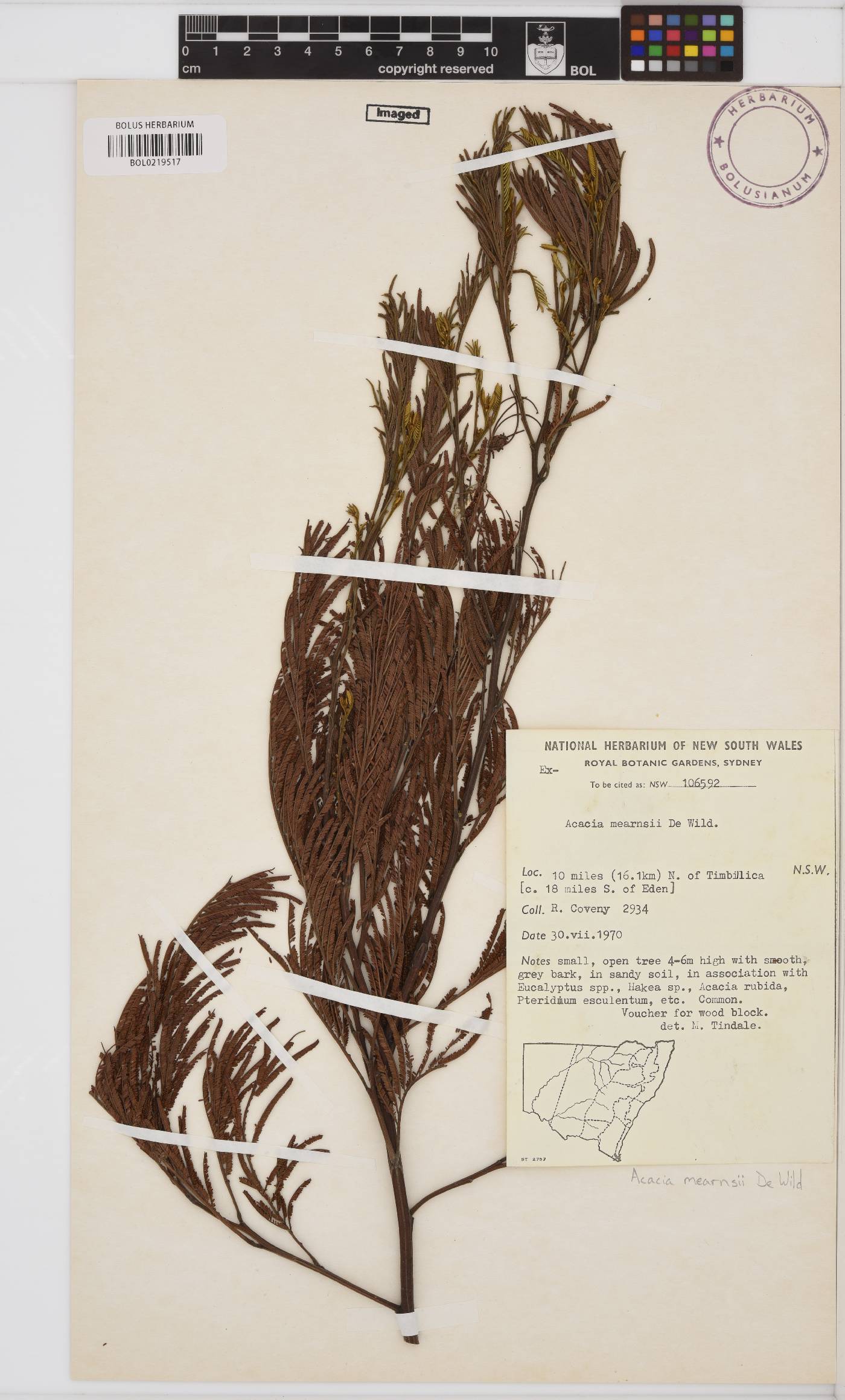 Acacia mearnsii image