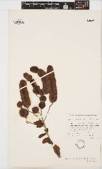 Image of Acacia podalyriifolia