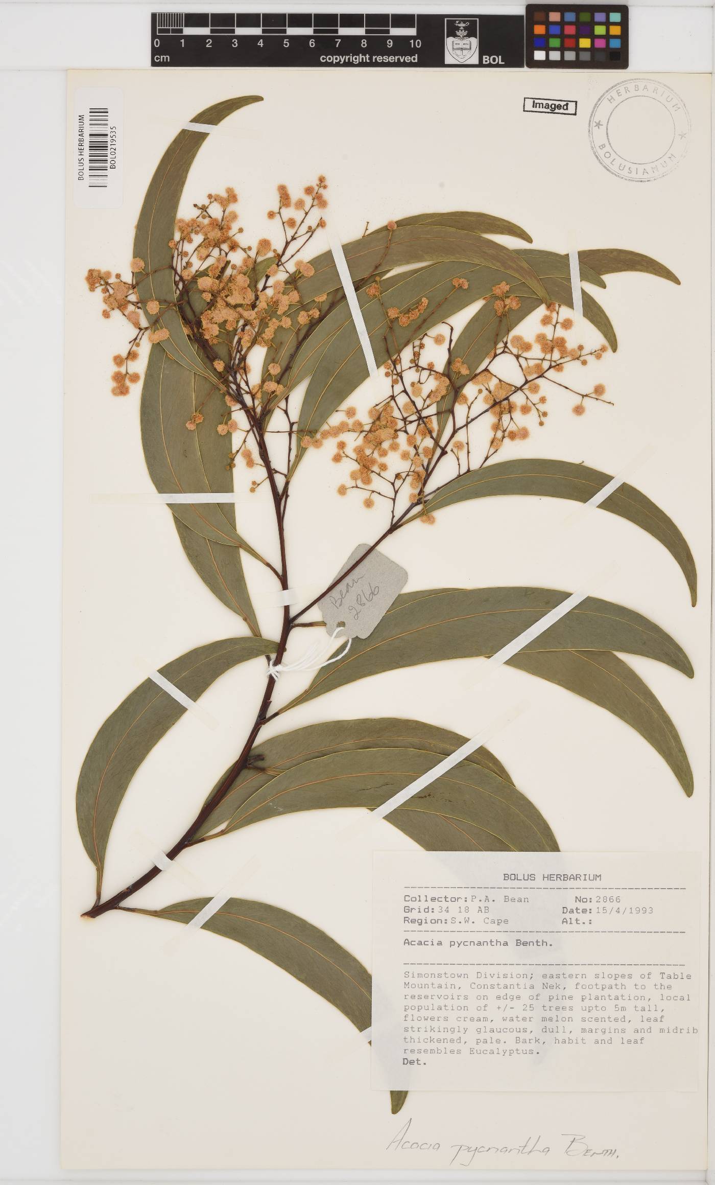 Acacia pycnantha image