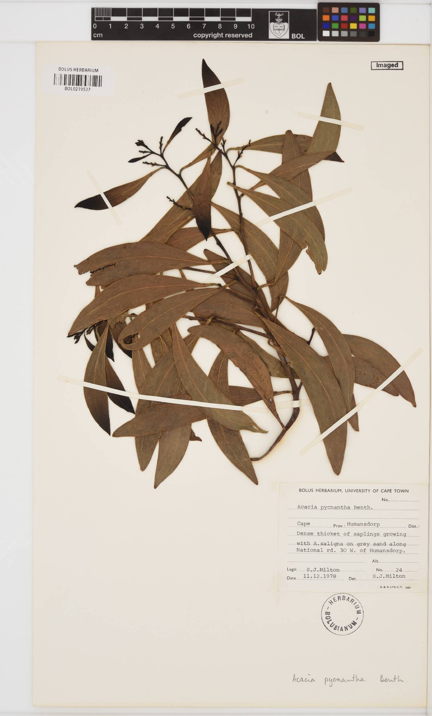 Acacia pycnantha image