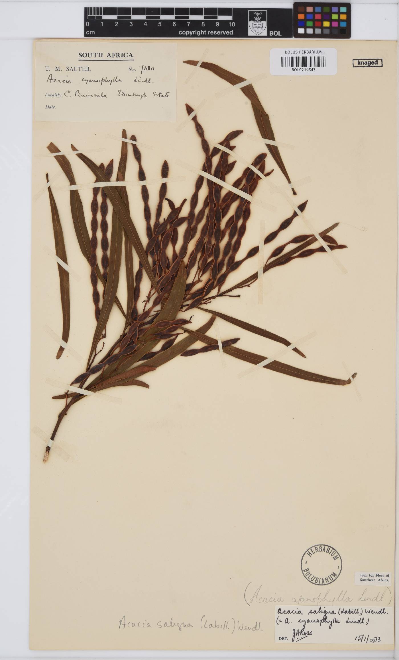 Acacia saligna image