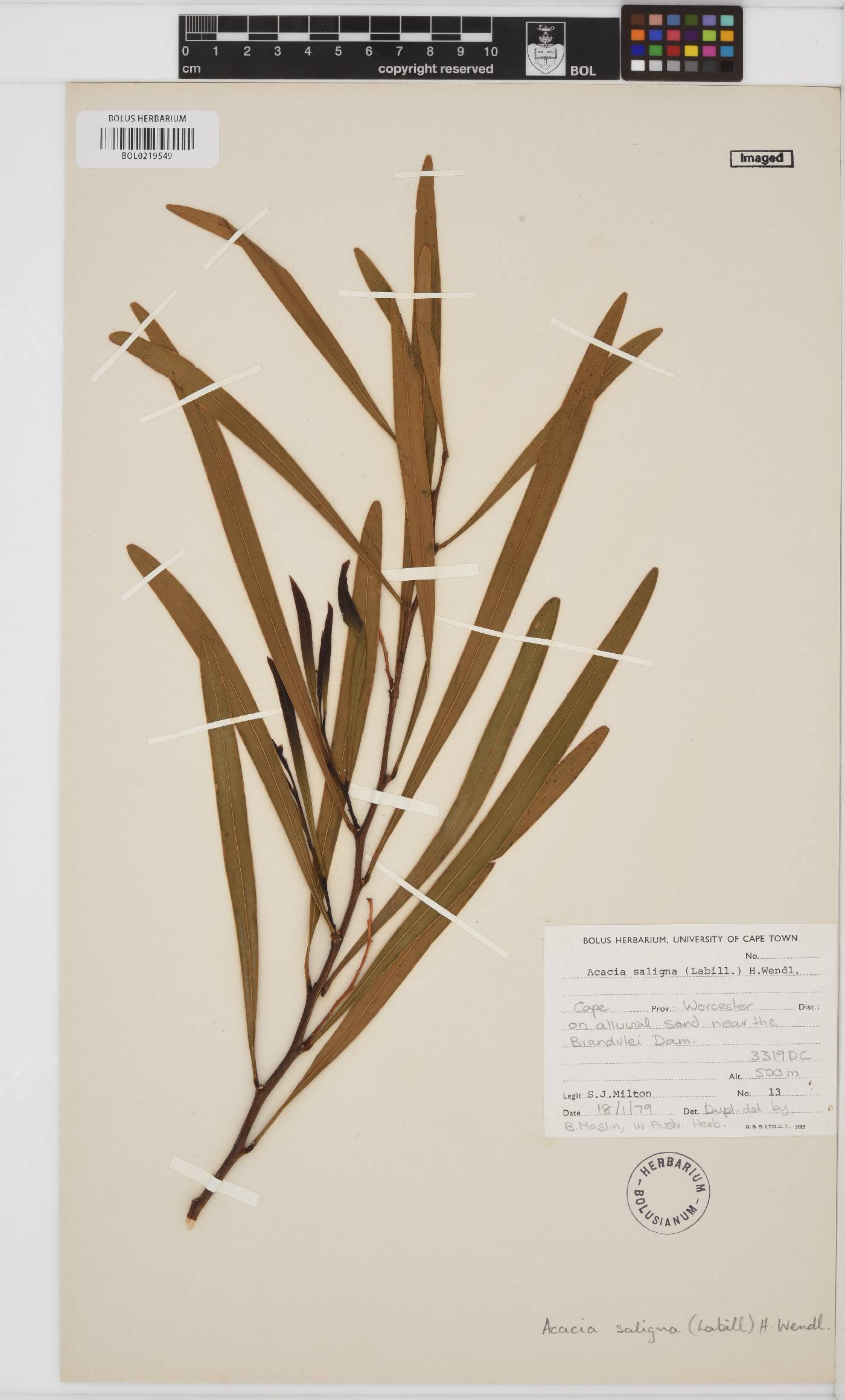 Acacia saligna image