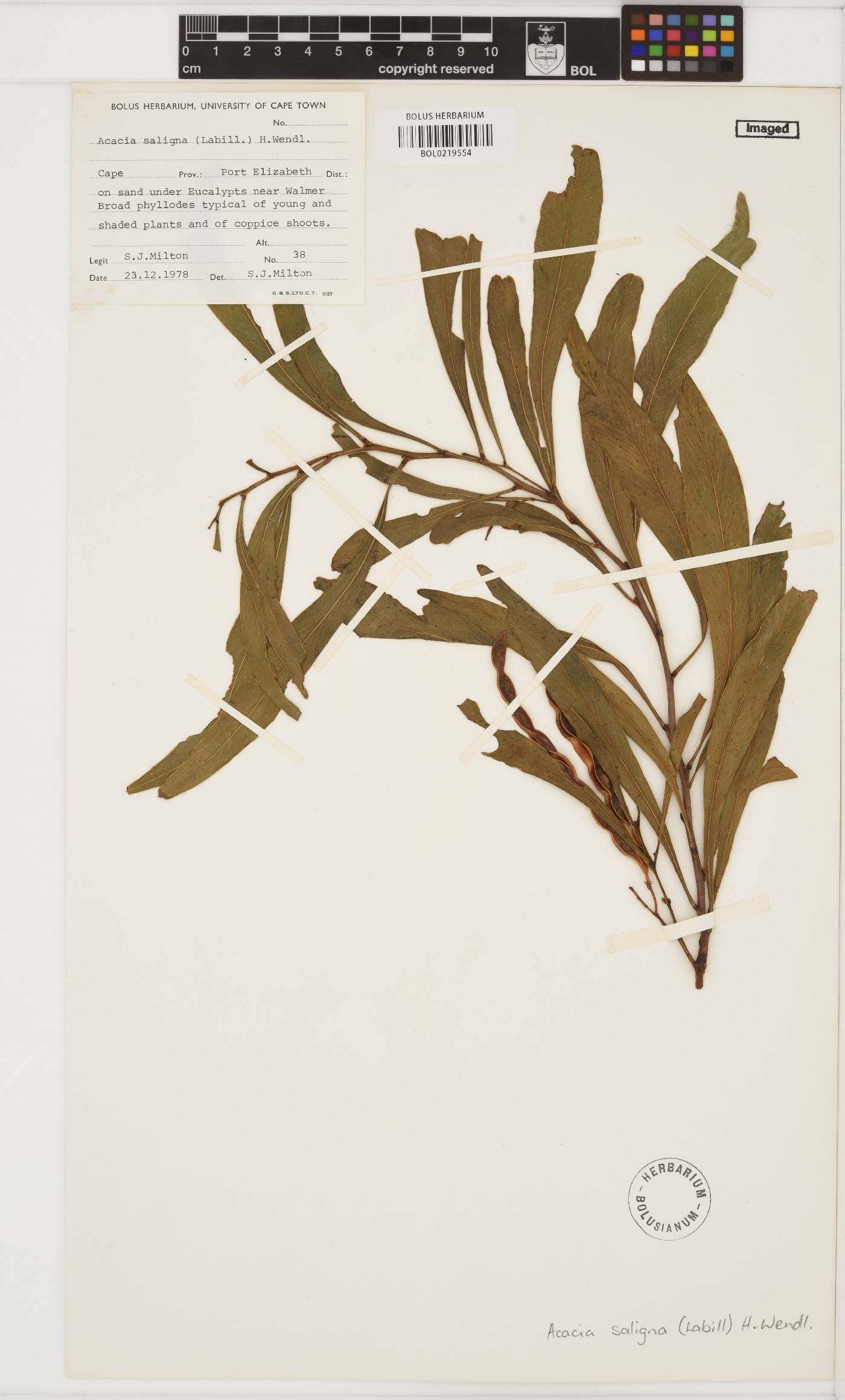 Acacia saligna image
