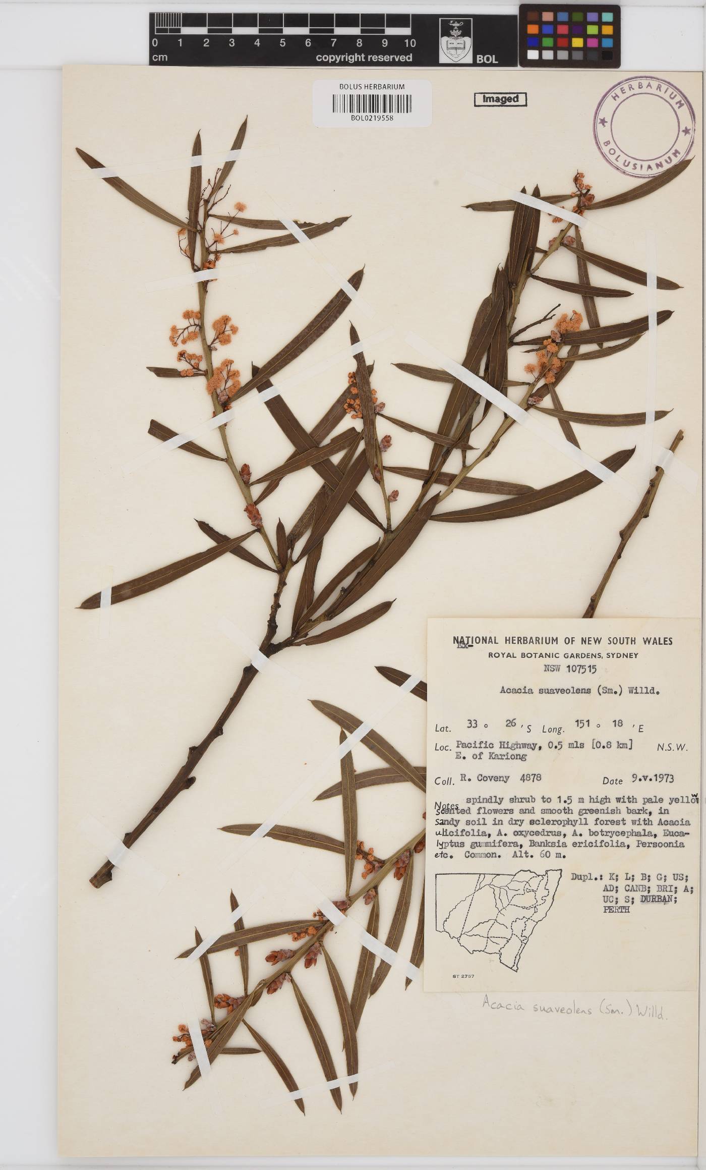 Acacia suaveolens image