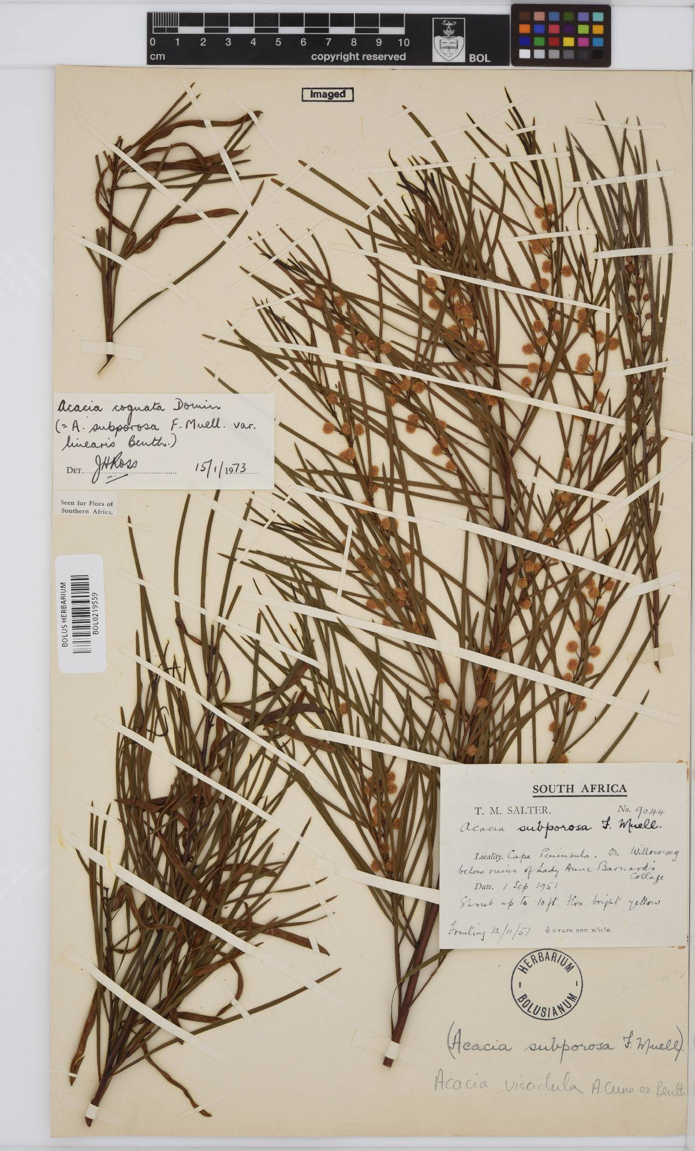 Acacia cognata image