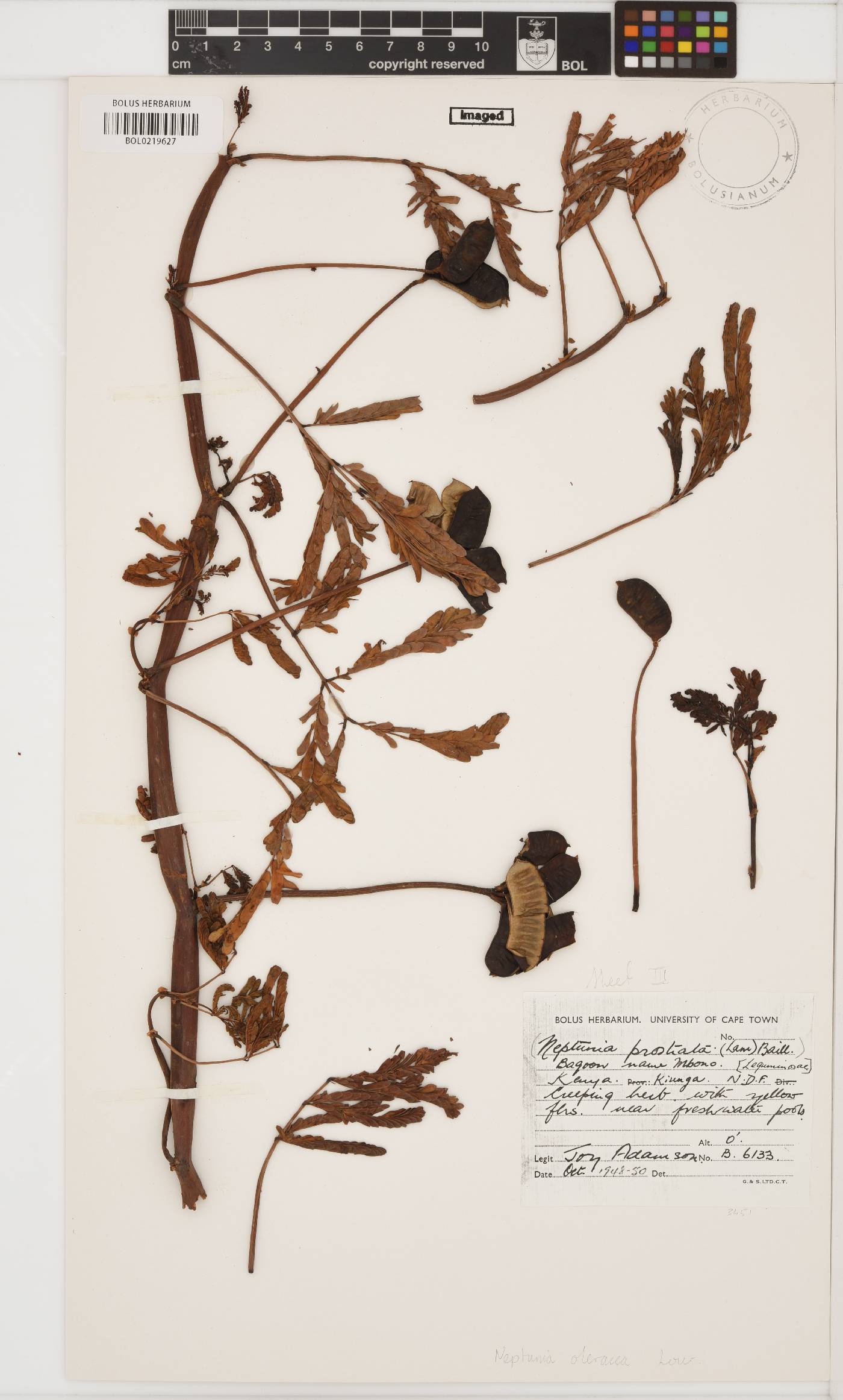 Neptunia oleracea image