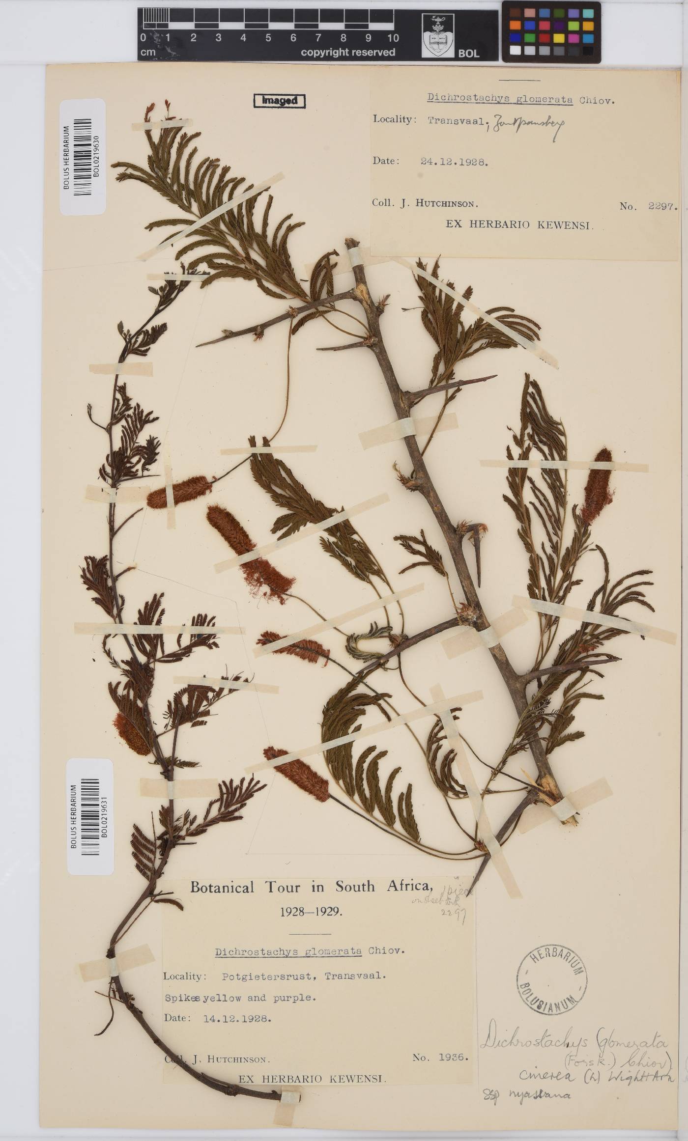 Dichrostachys cinerea image