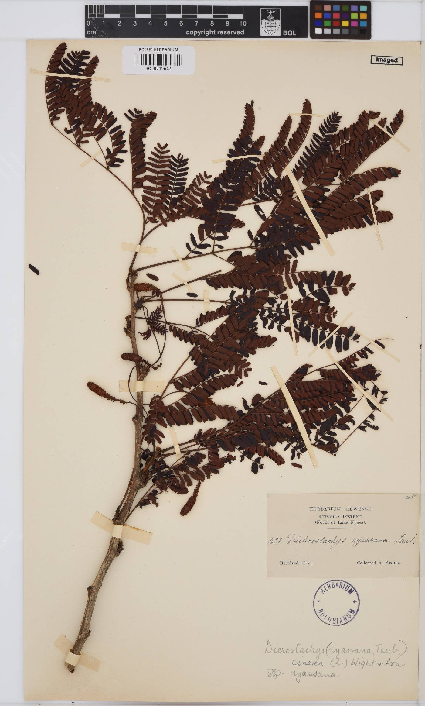 Dichrostachys cinerea image