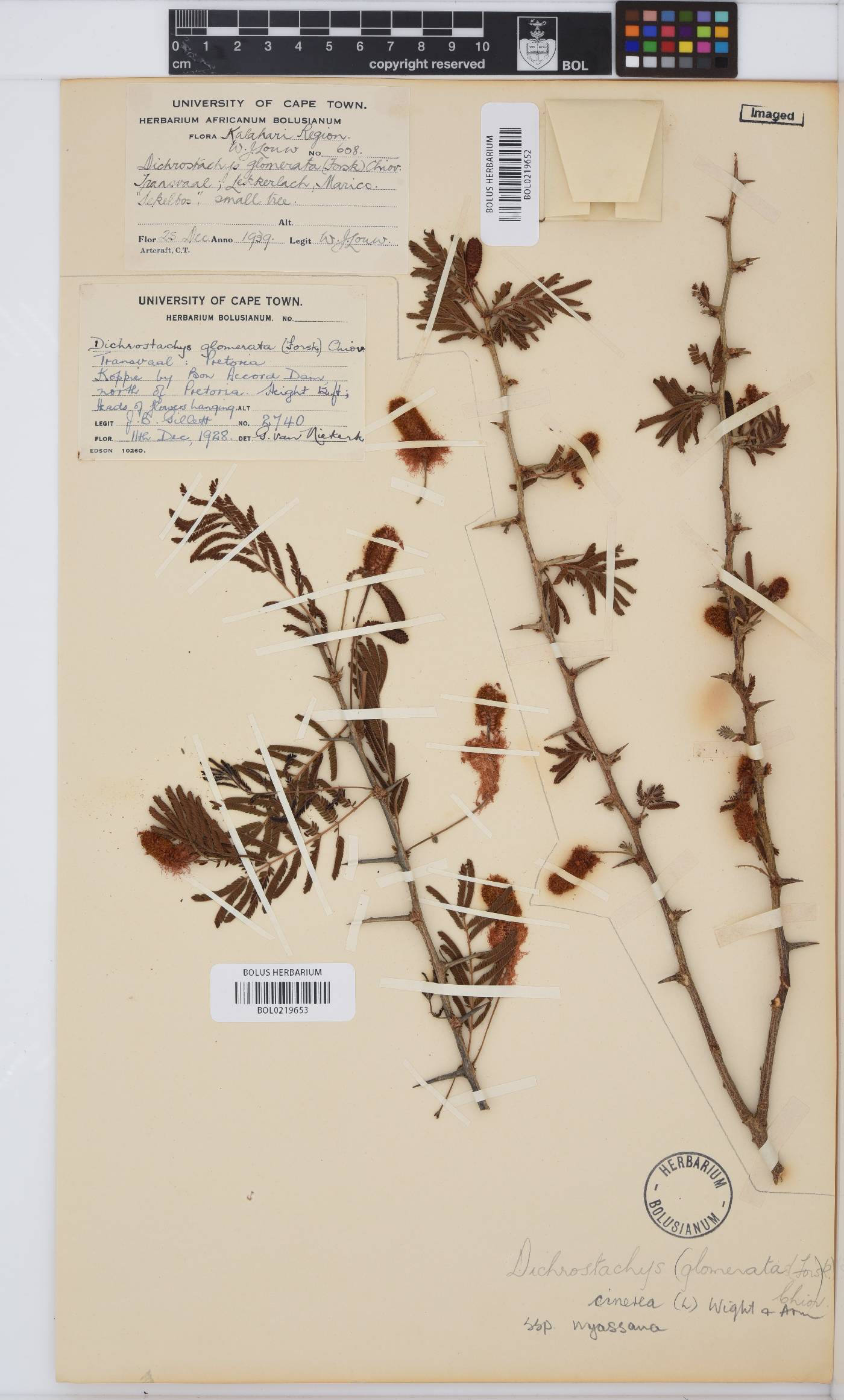 Dichrostachys cinerea subsp. nyassana image