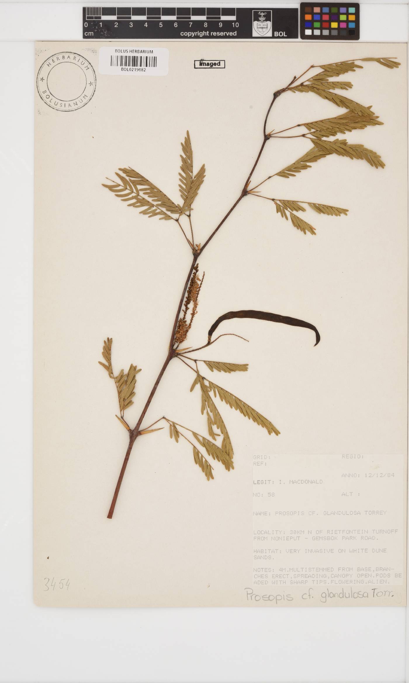 Prosopis glandulosa image