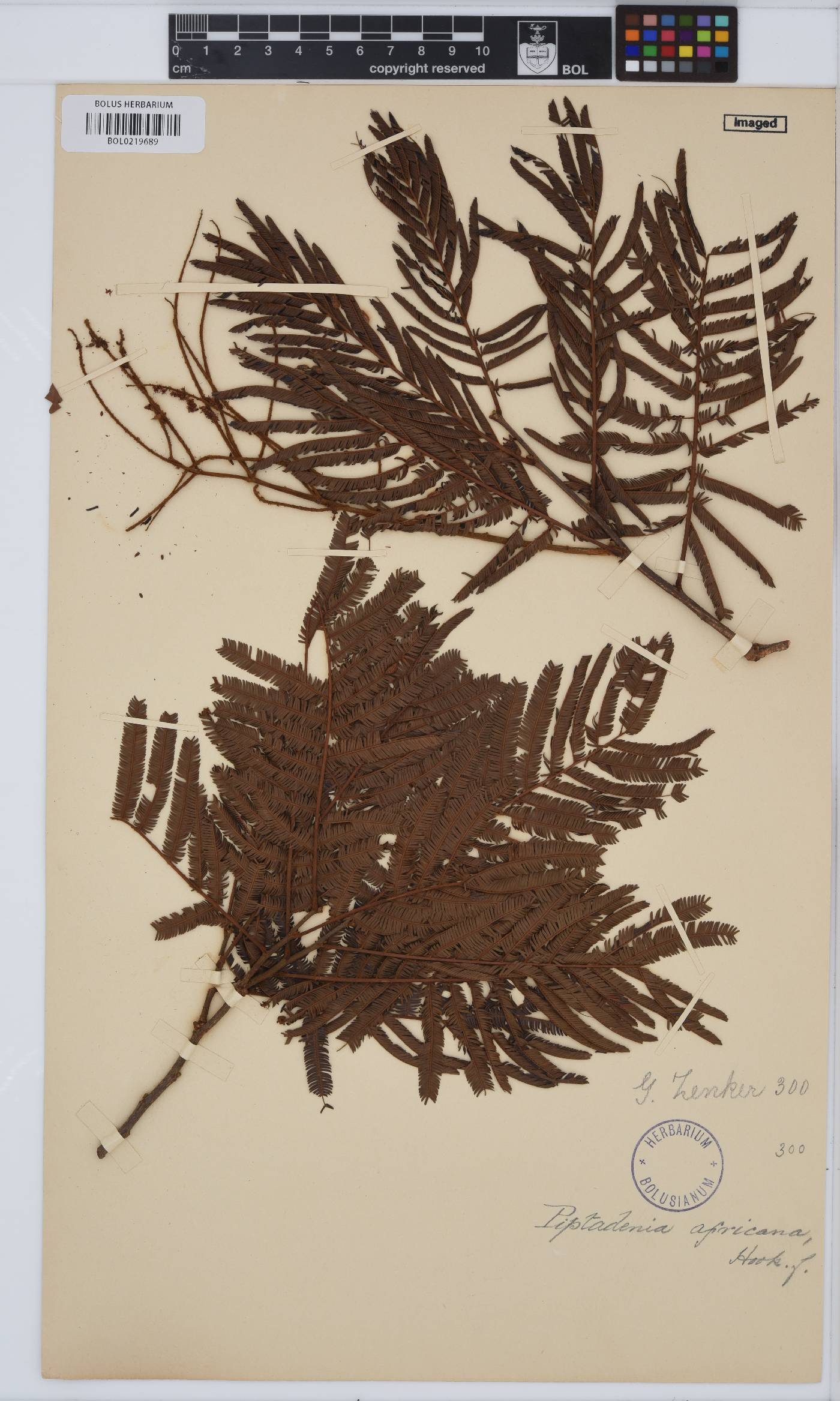 Piptadeniastrum africanum image