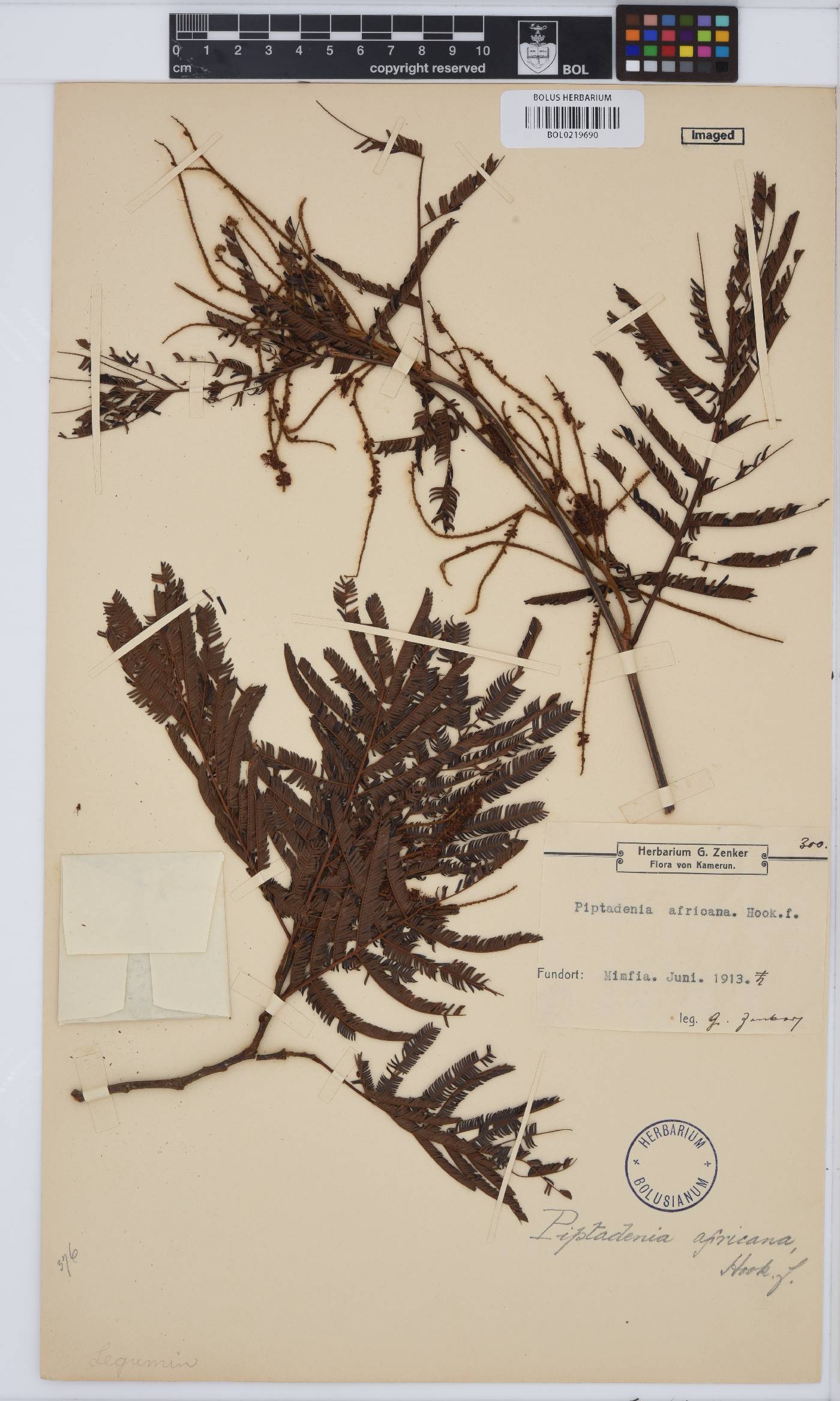 Piptadeniastrum africanum image
