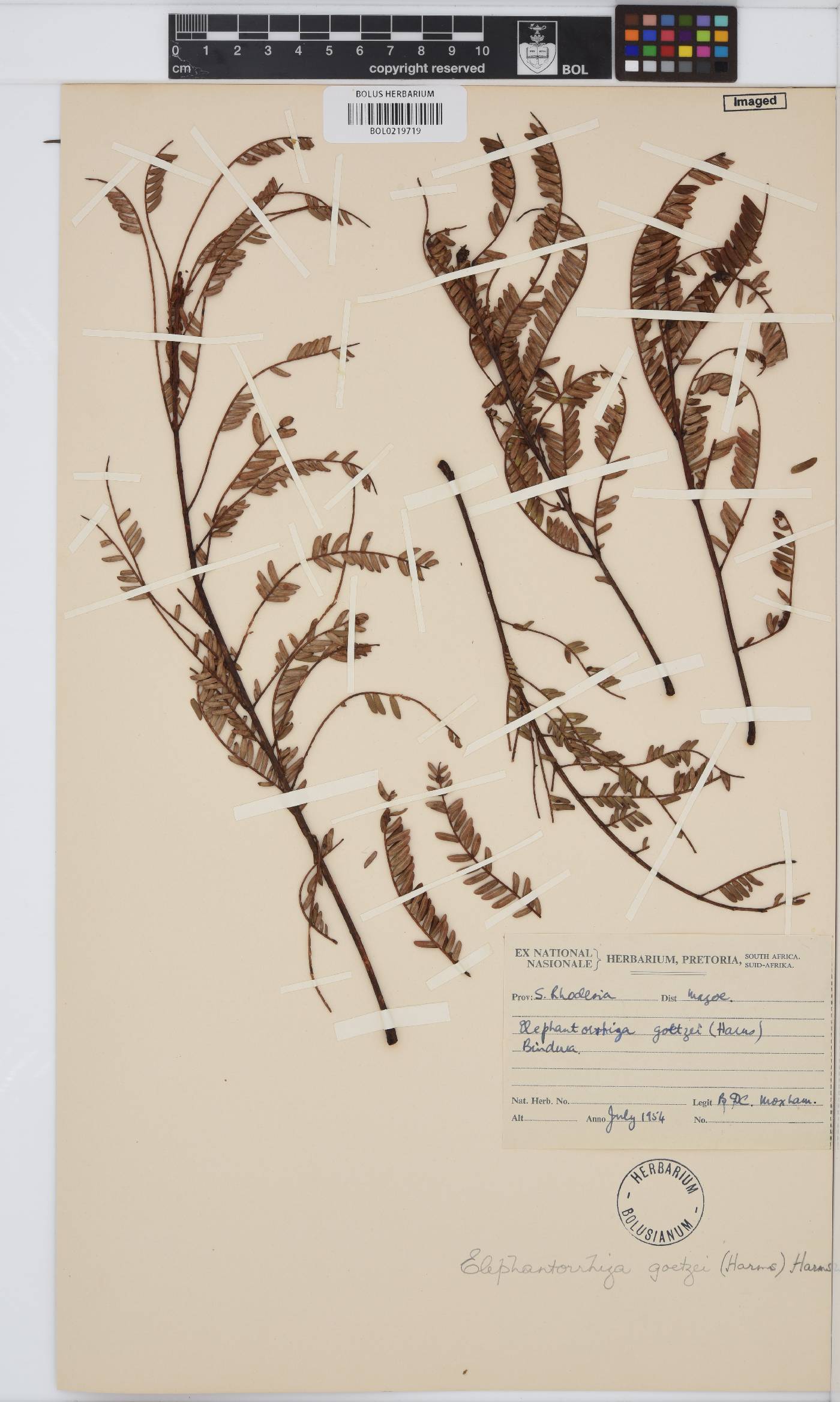 Elephantorrhiza goetzei image