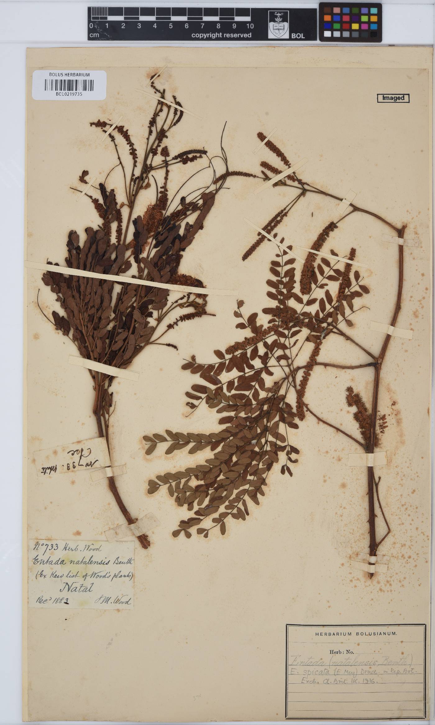 Adenopodia spicata image