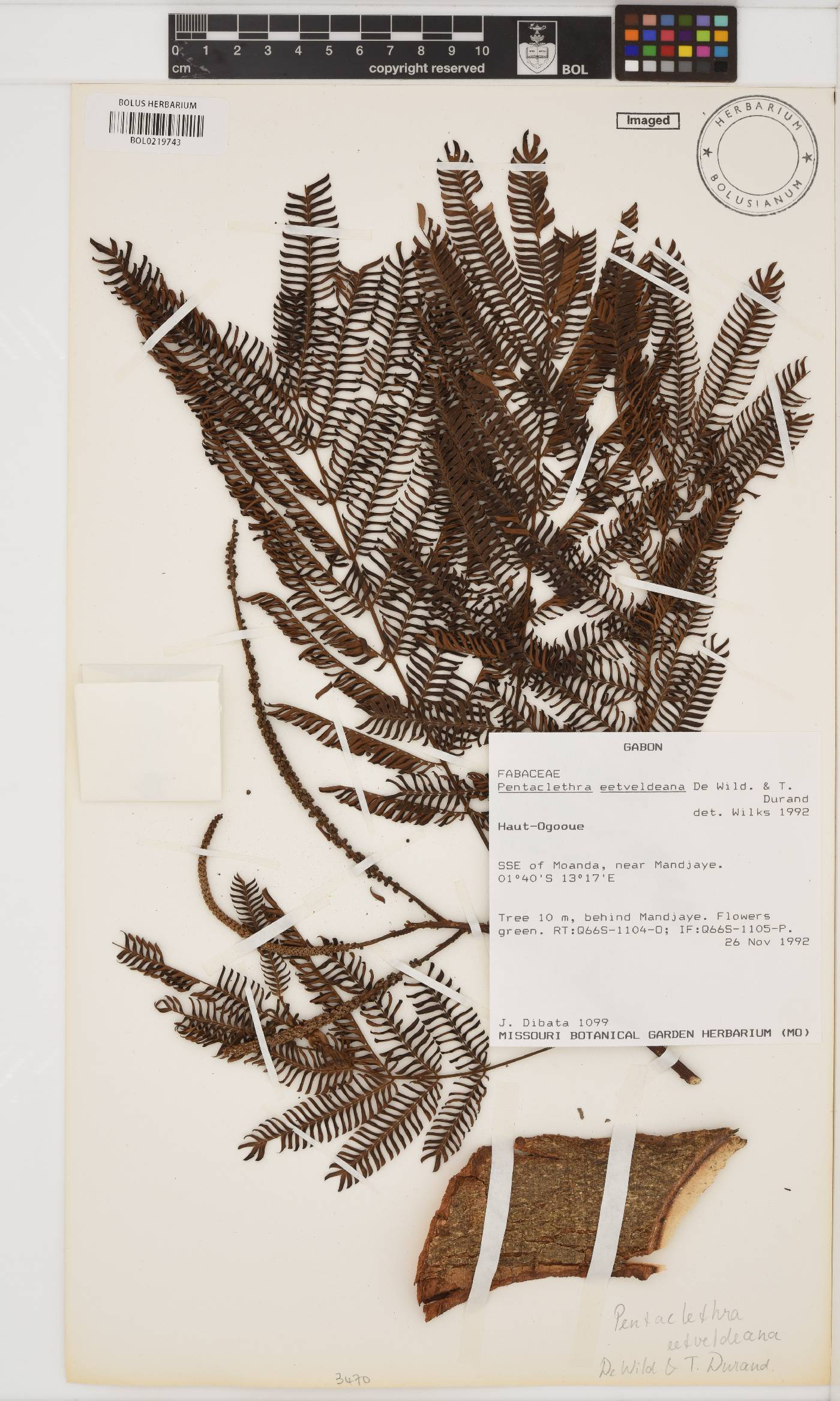 Pentaclethra eetveldeana image