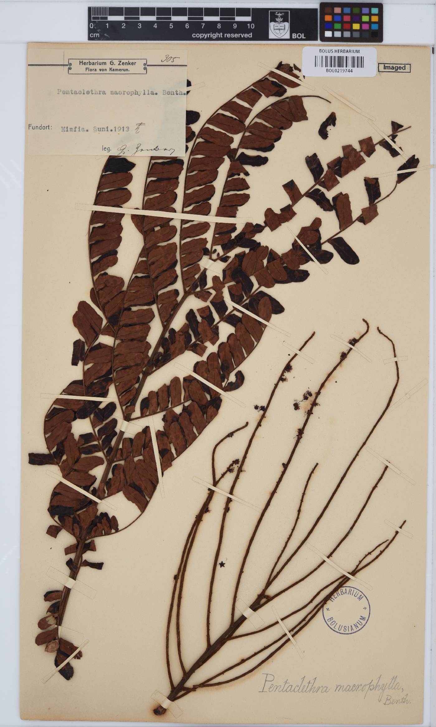 Pentaclethra macrophylla image